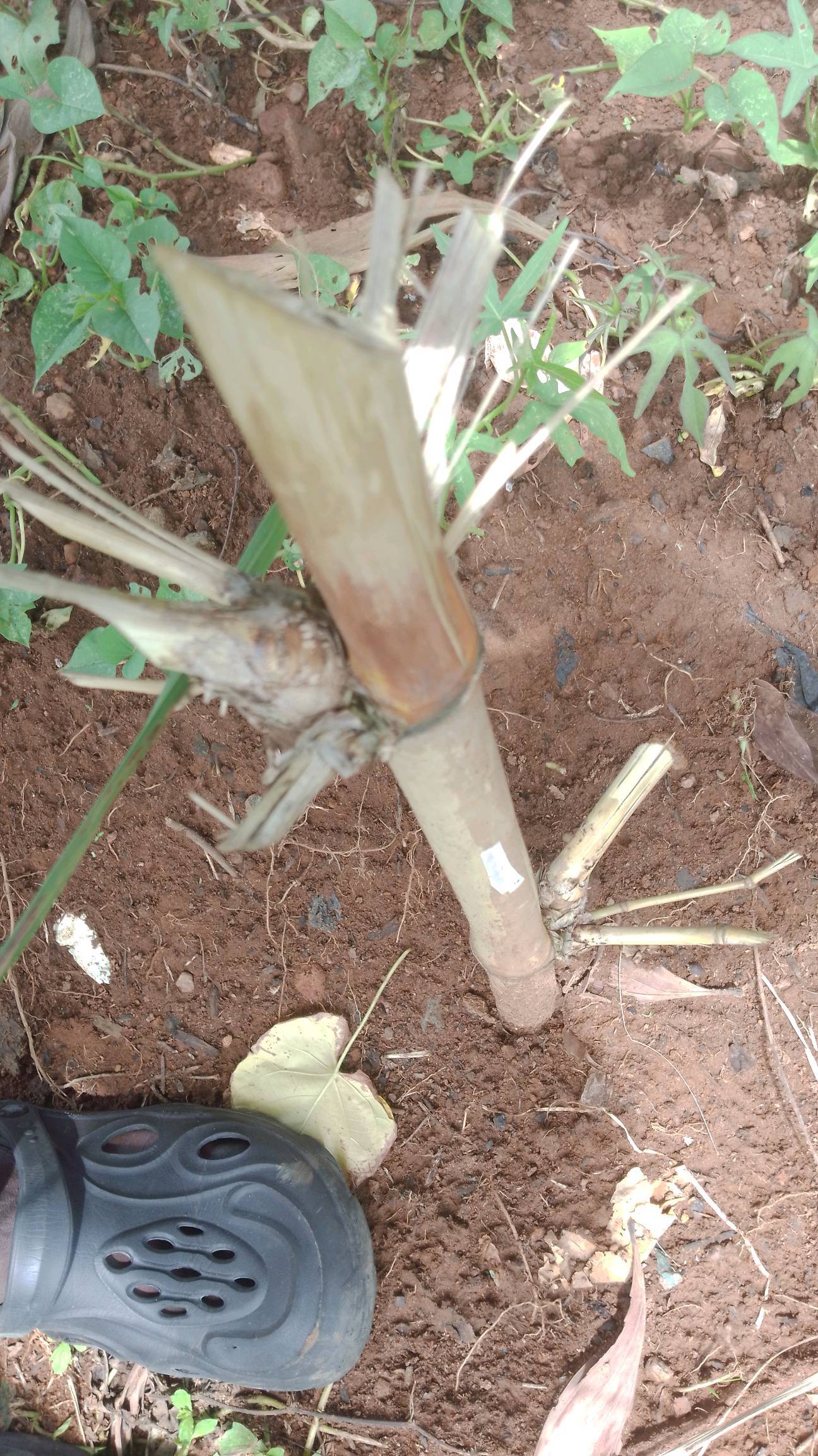 tree