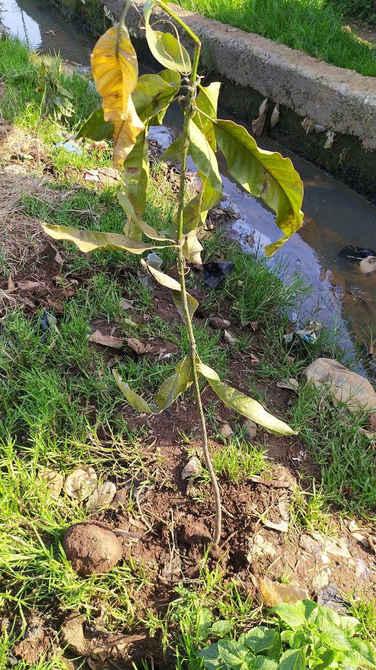 tree