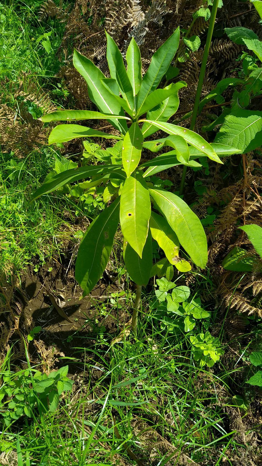 tree