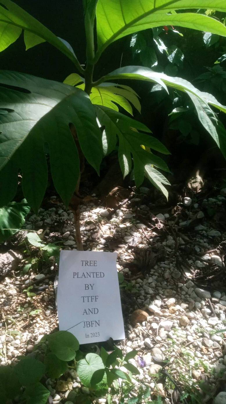 tree