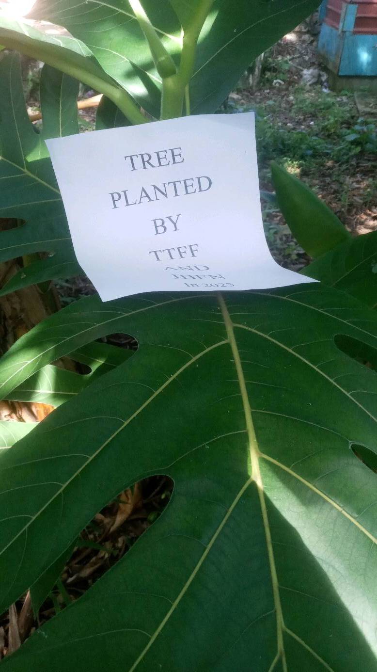 tree
