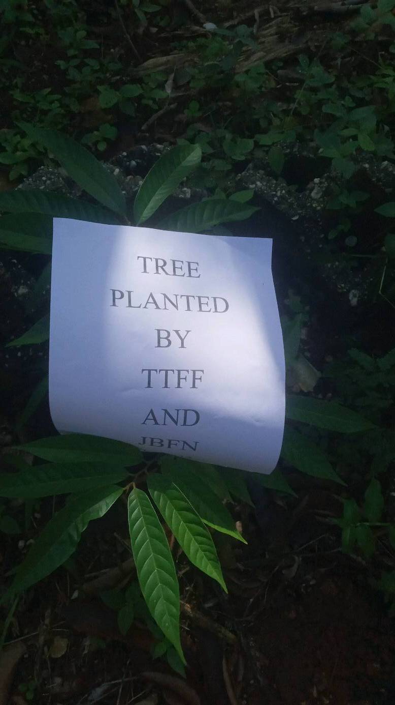 tree