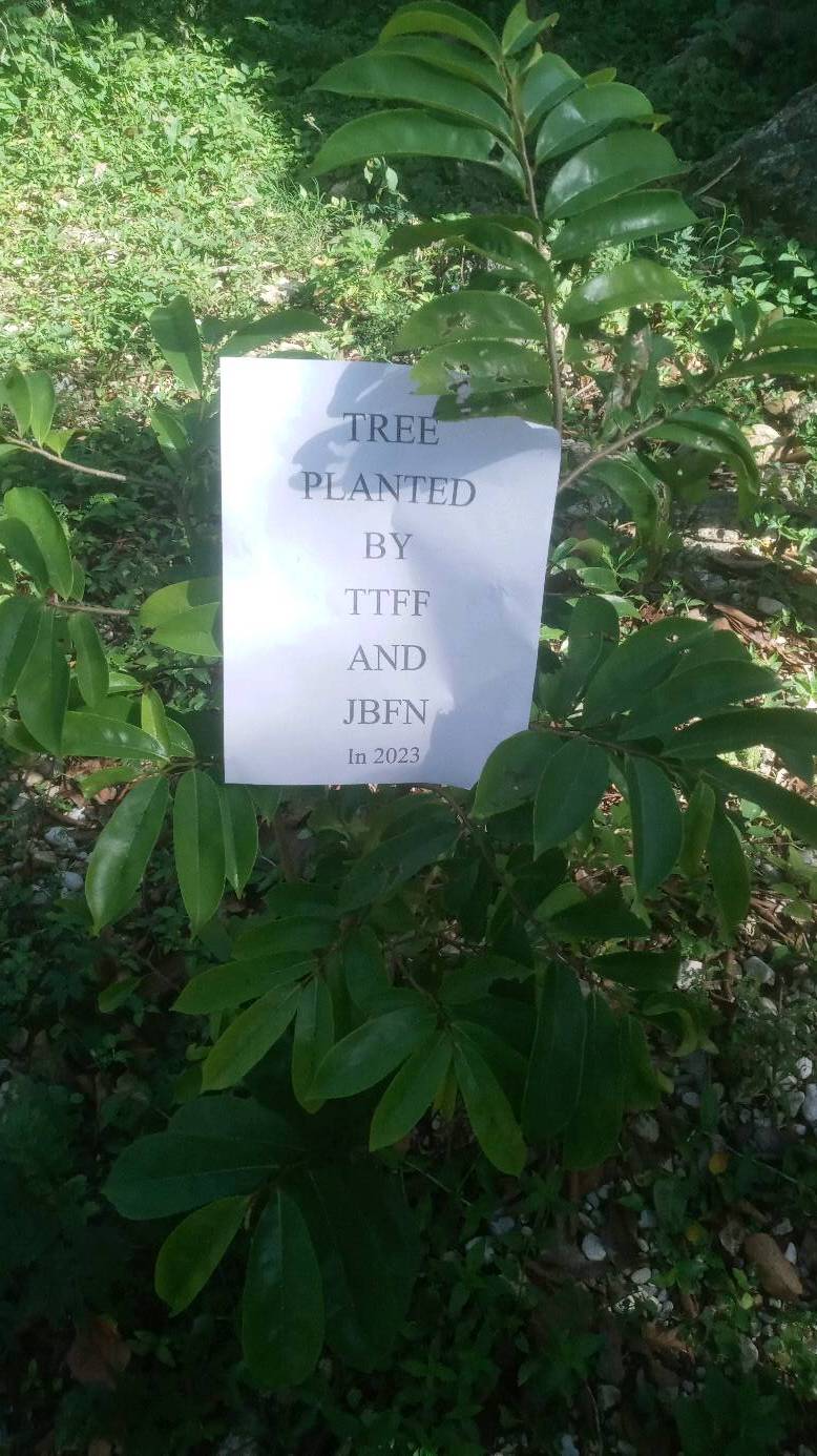 tree