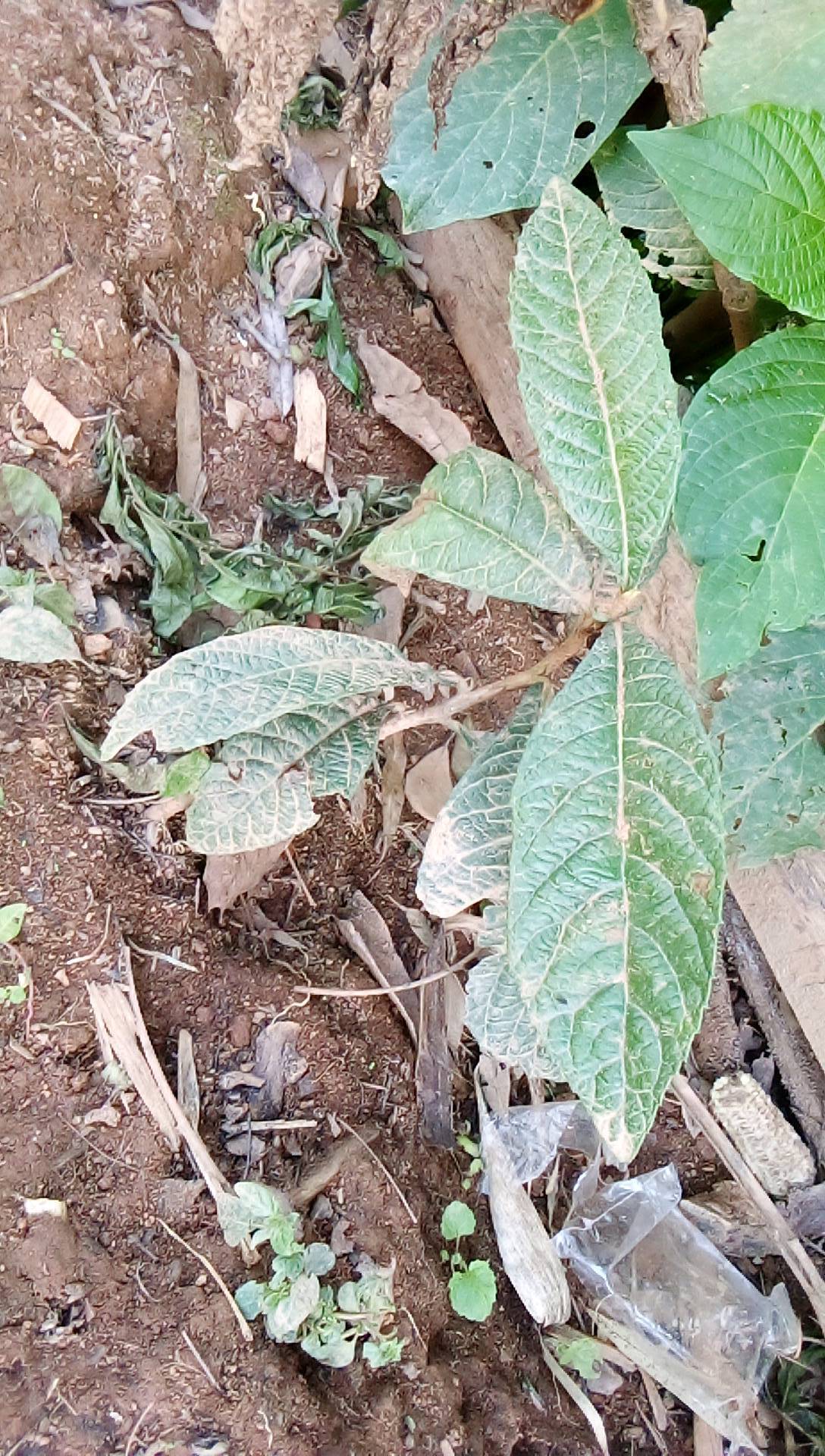 tree