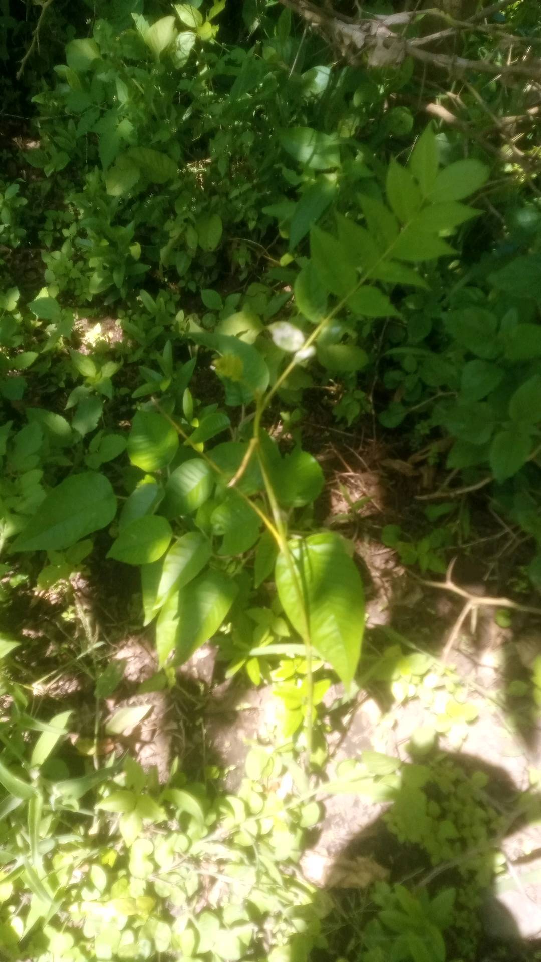 tree