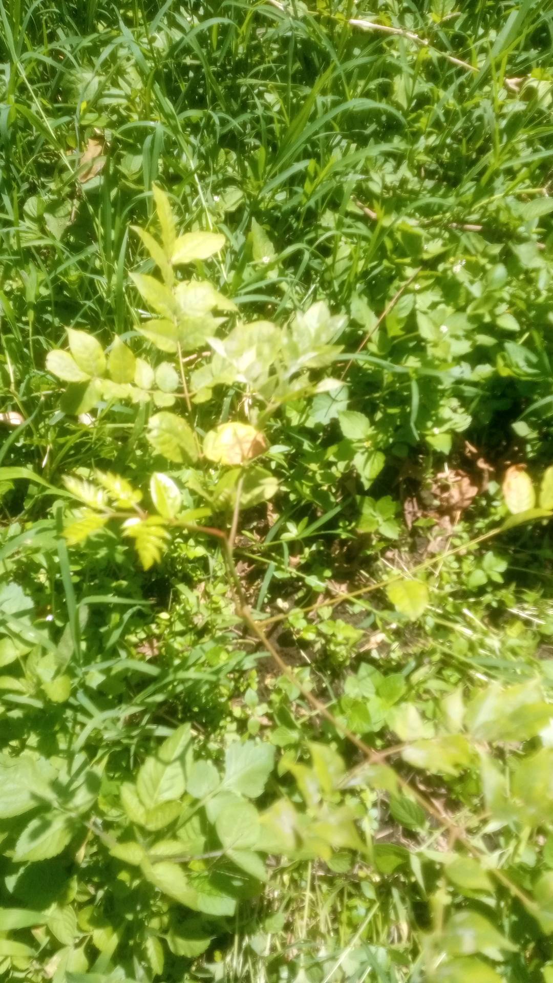 tree