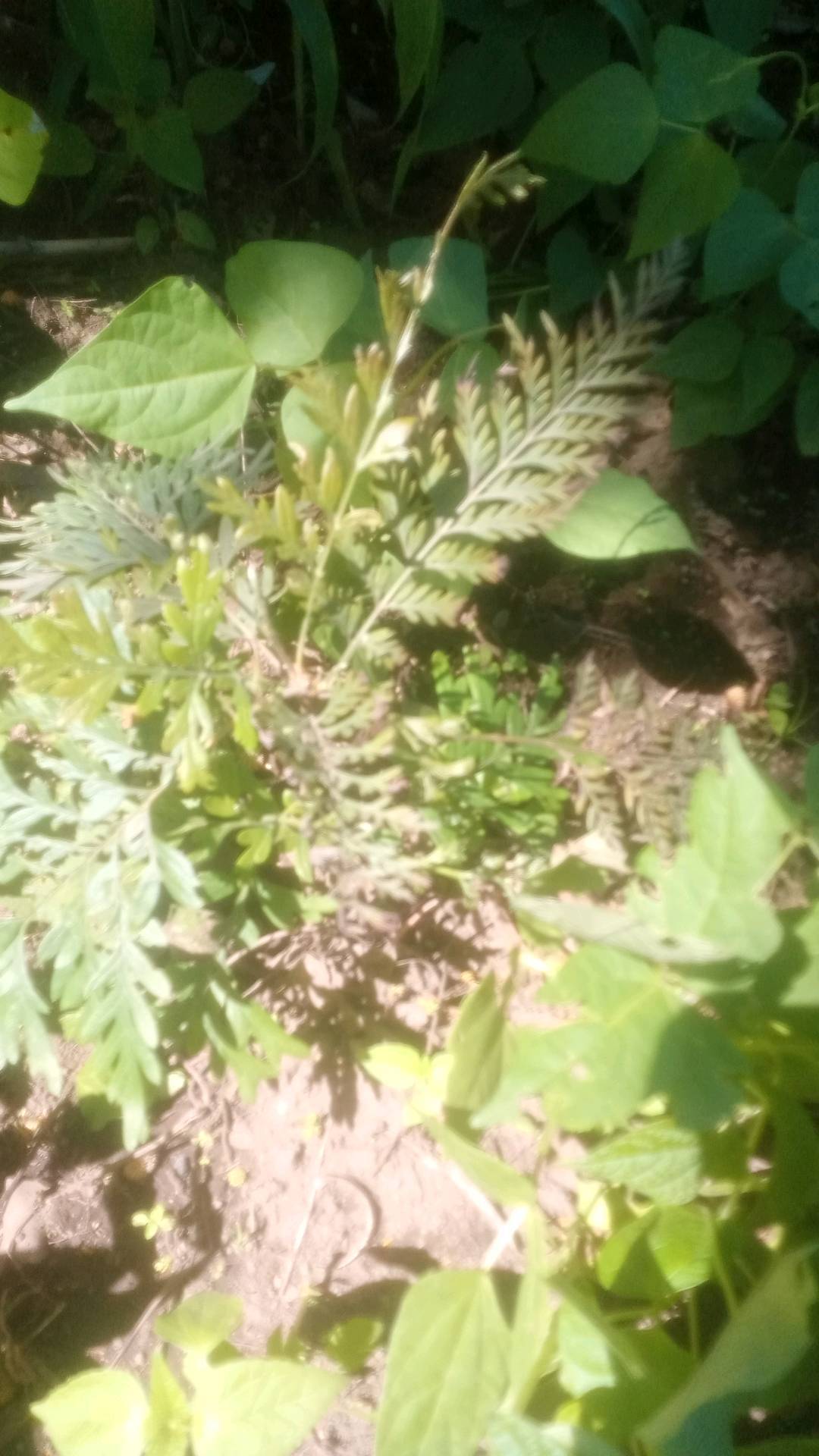 tree