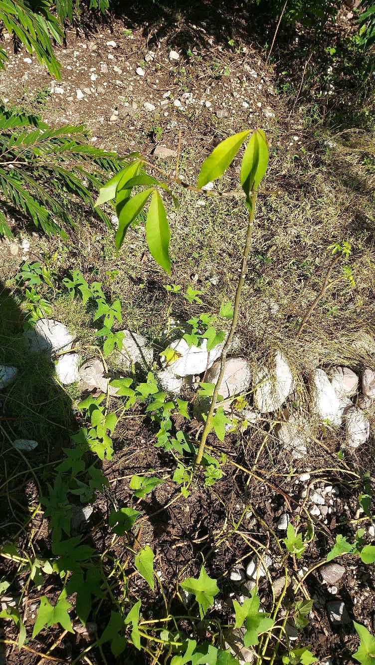 tree