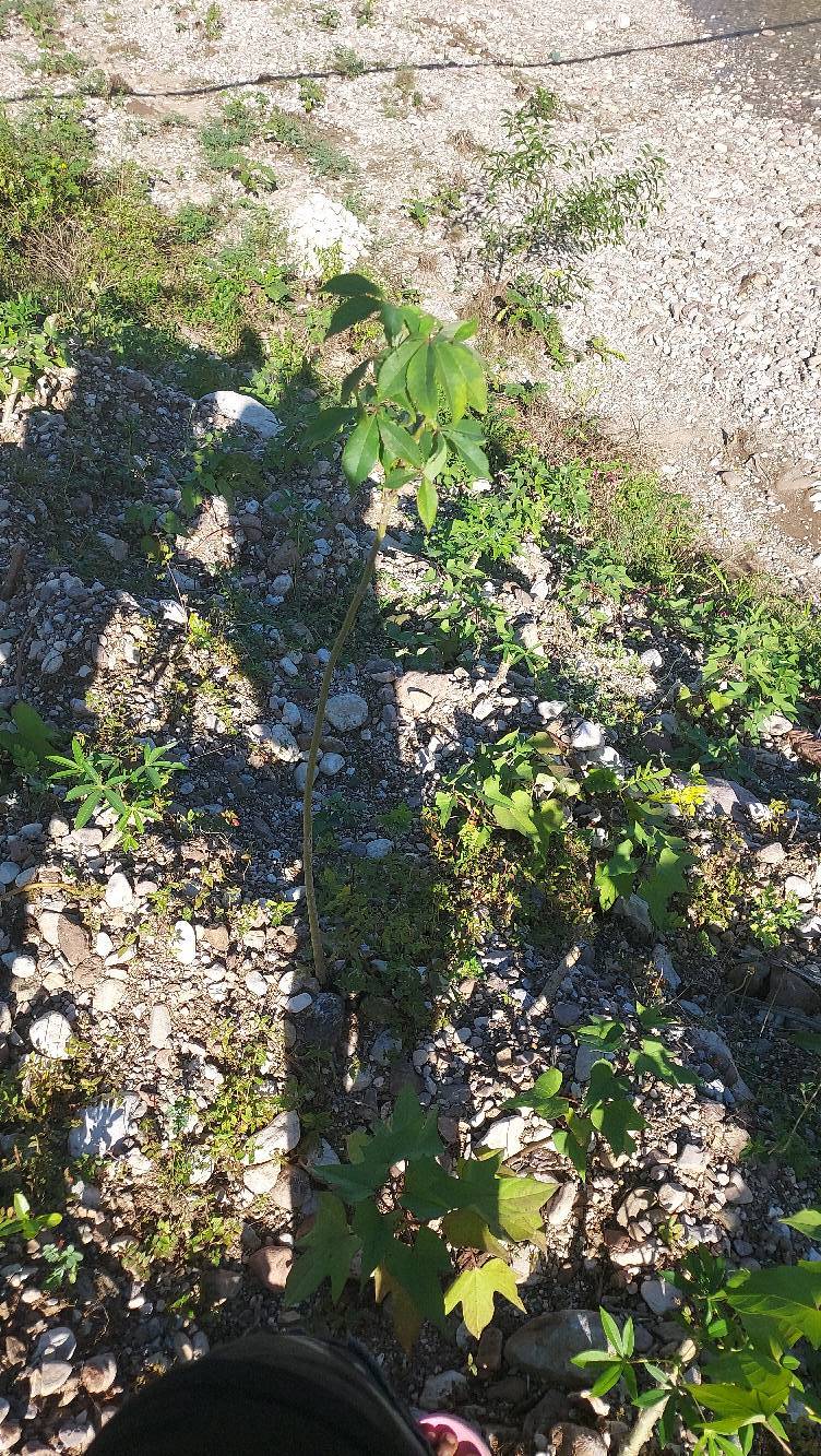 tree