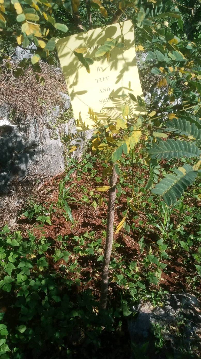 tree