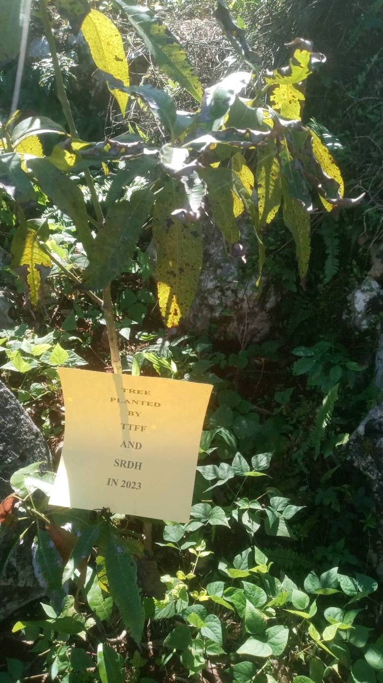 tree