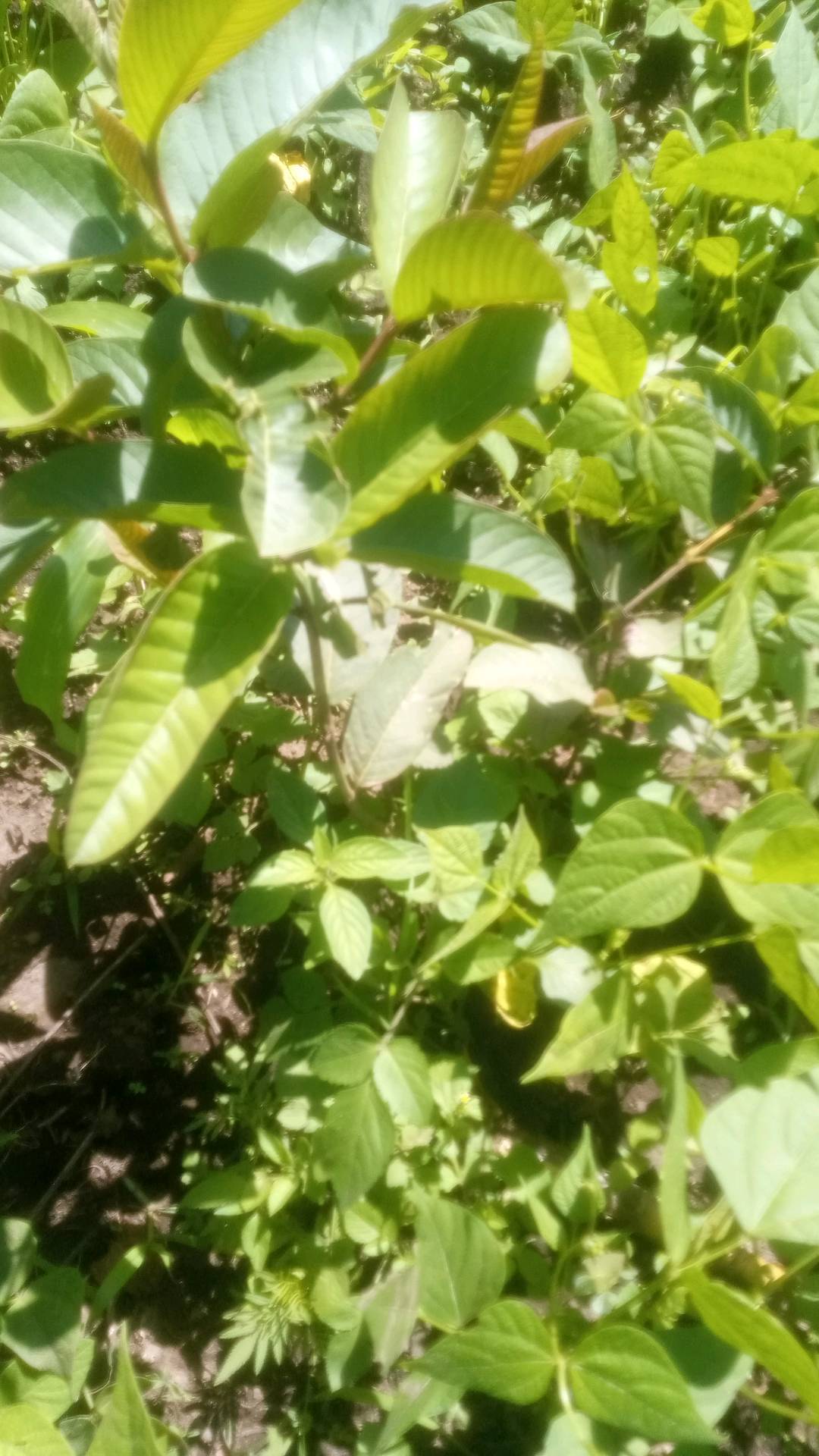 tree
