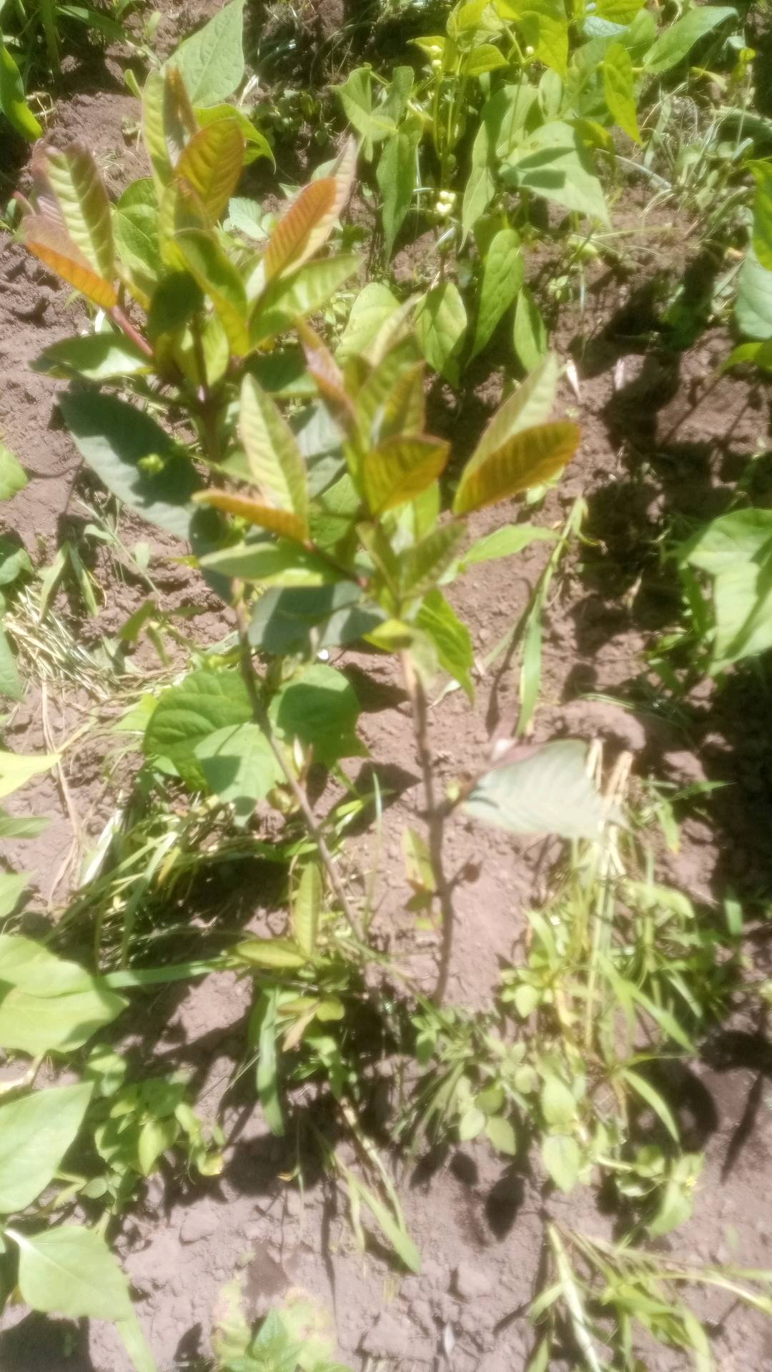 tree