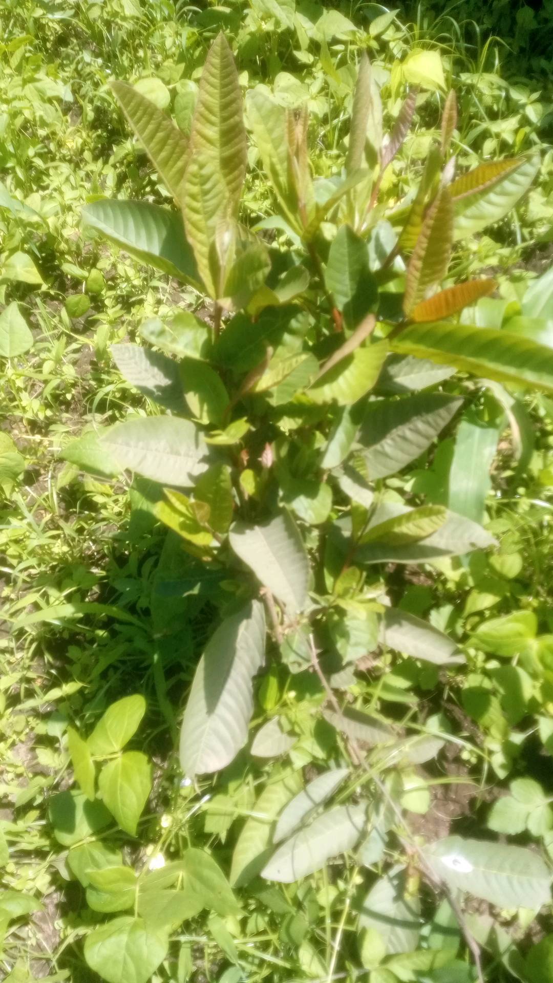 tree