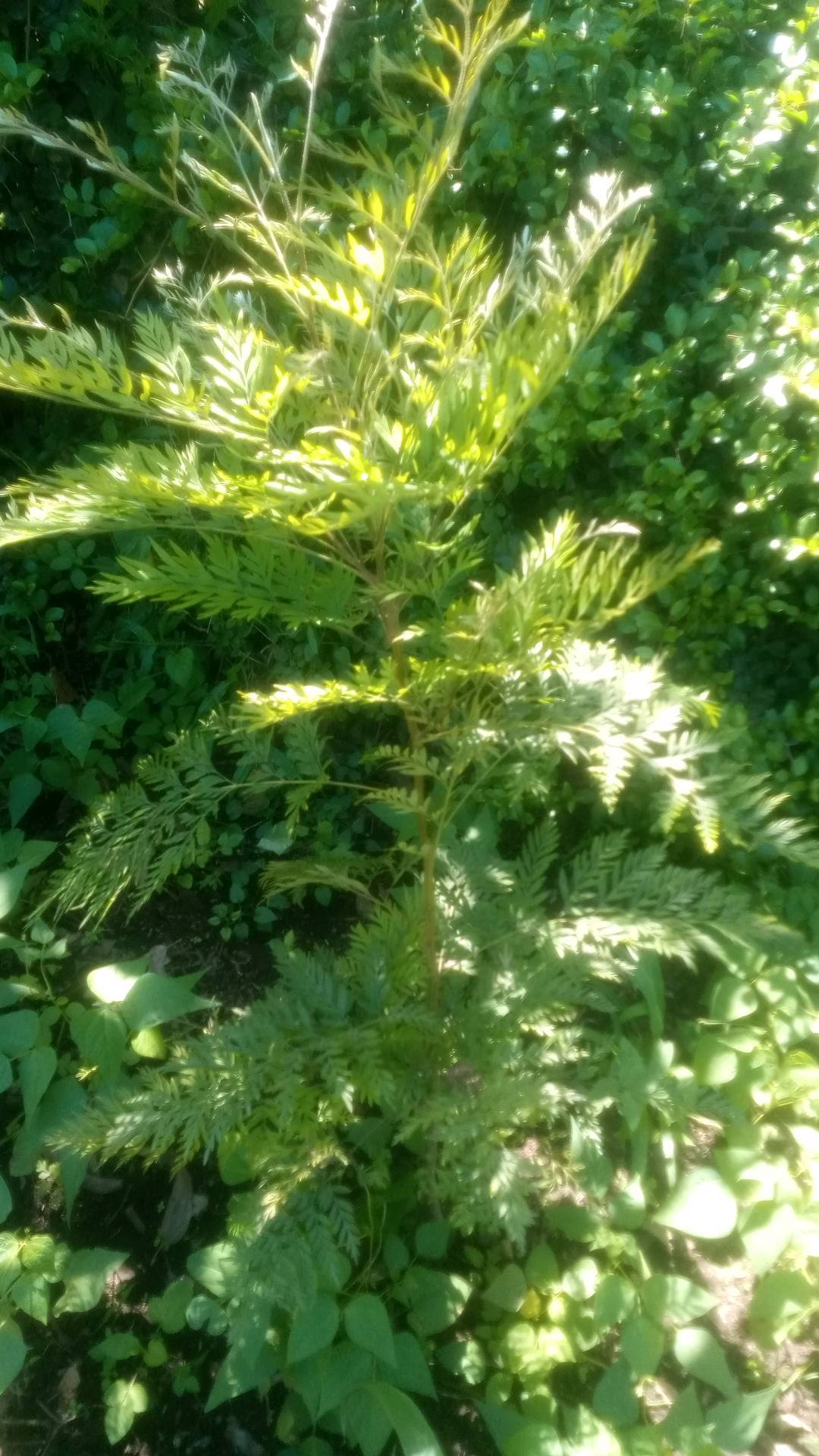 tree