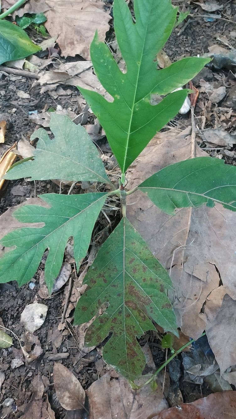 tree