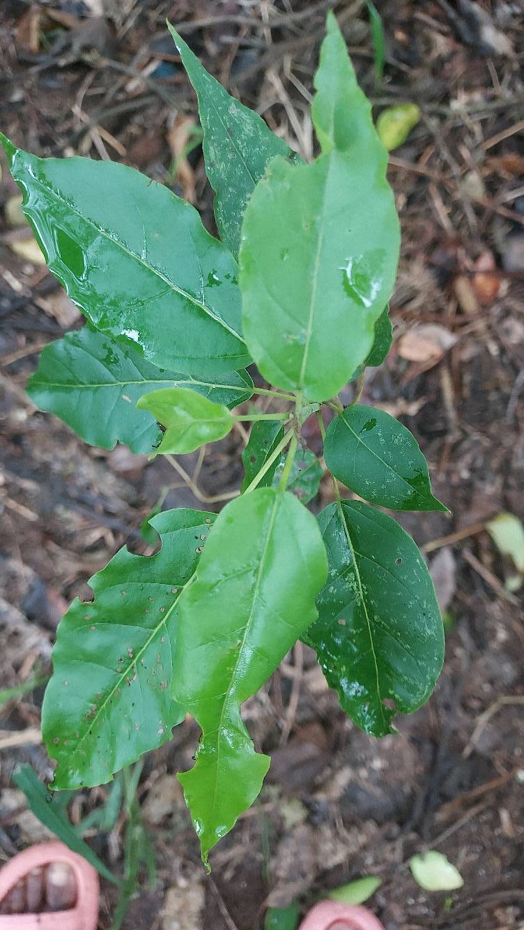 tree