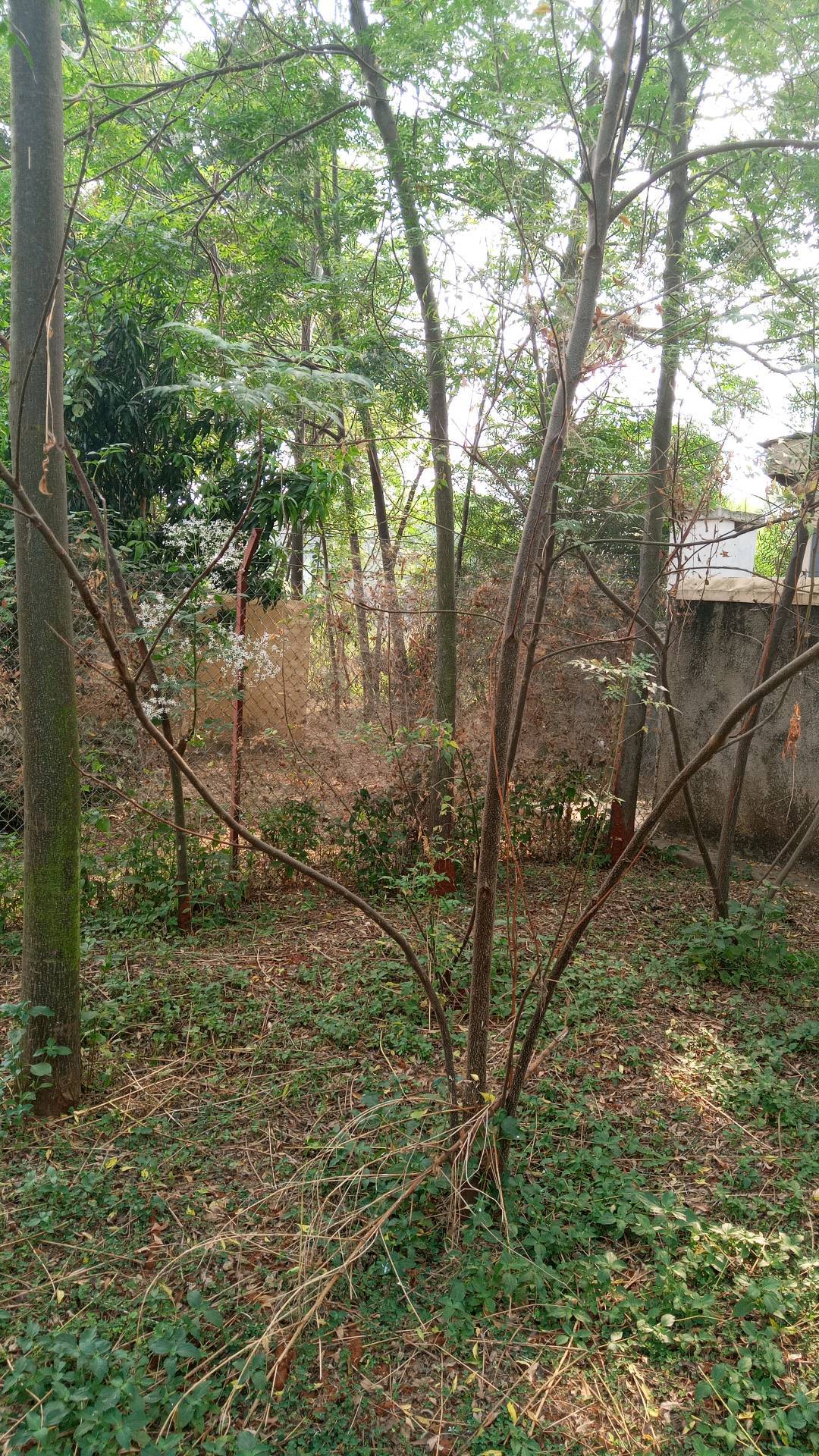 tree