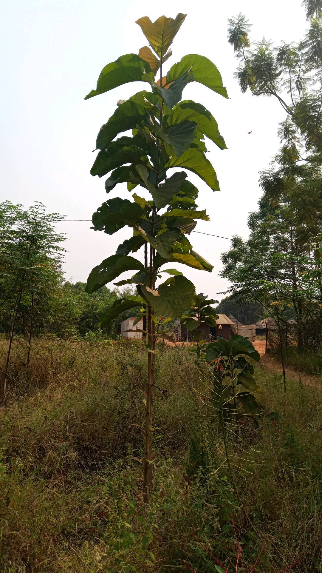 tree