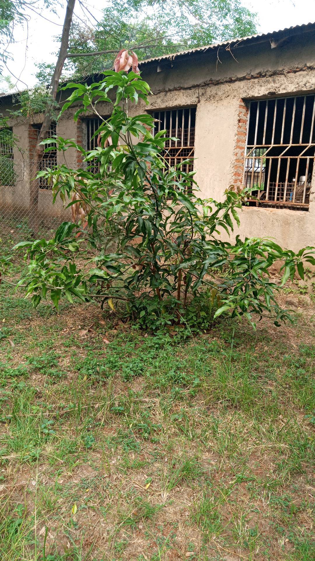 tree