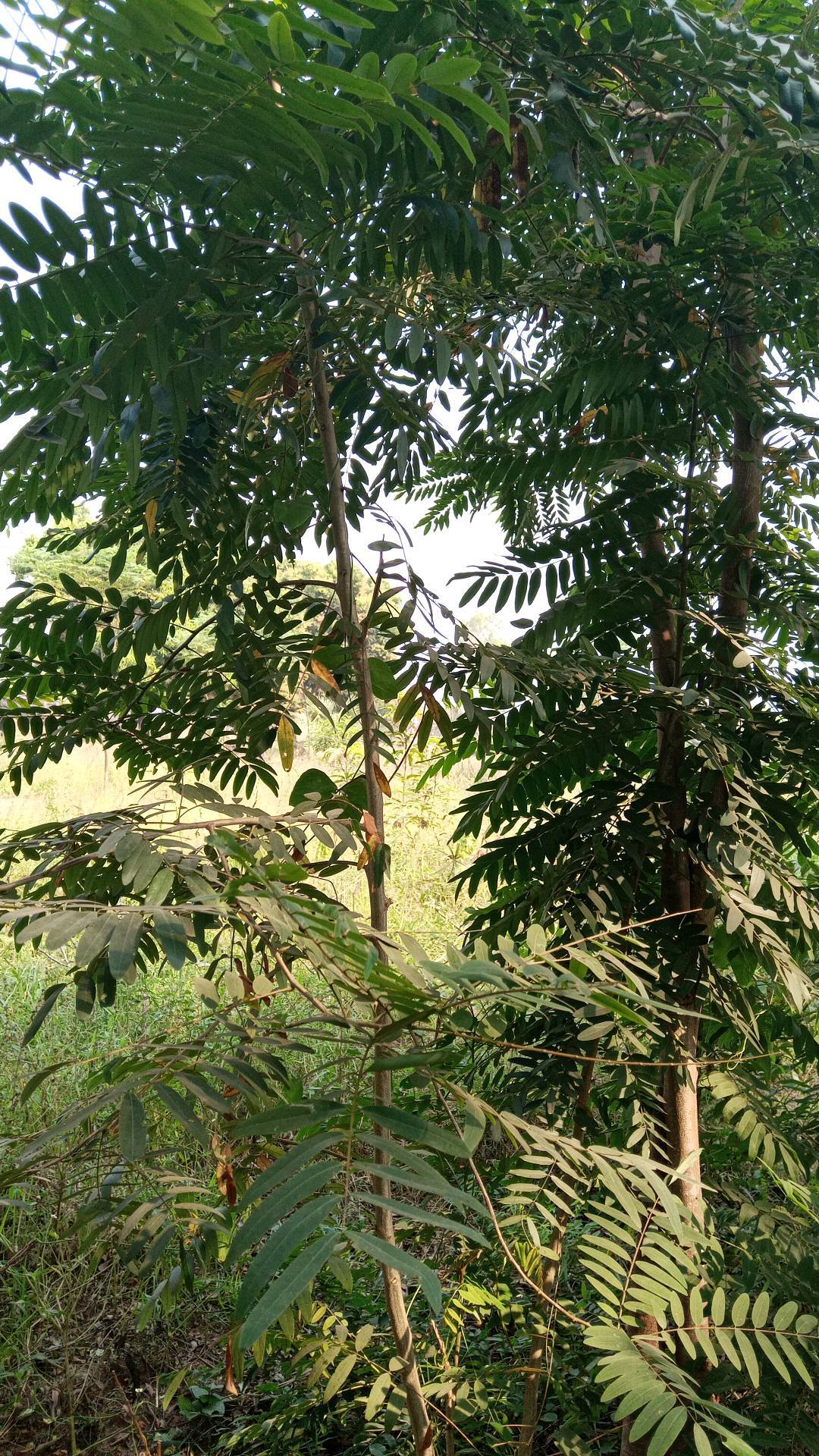 tree