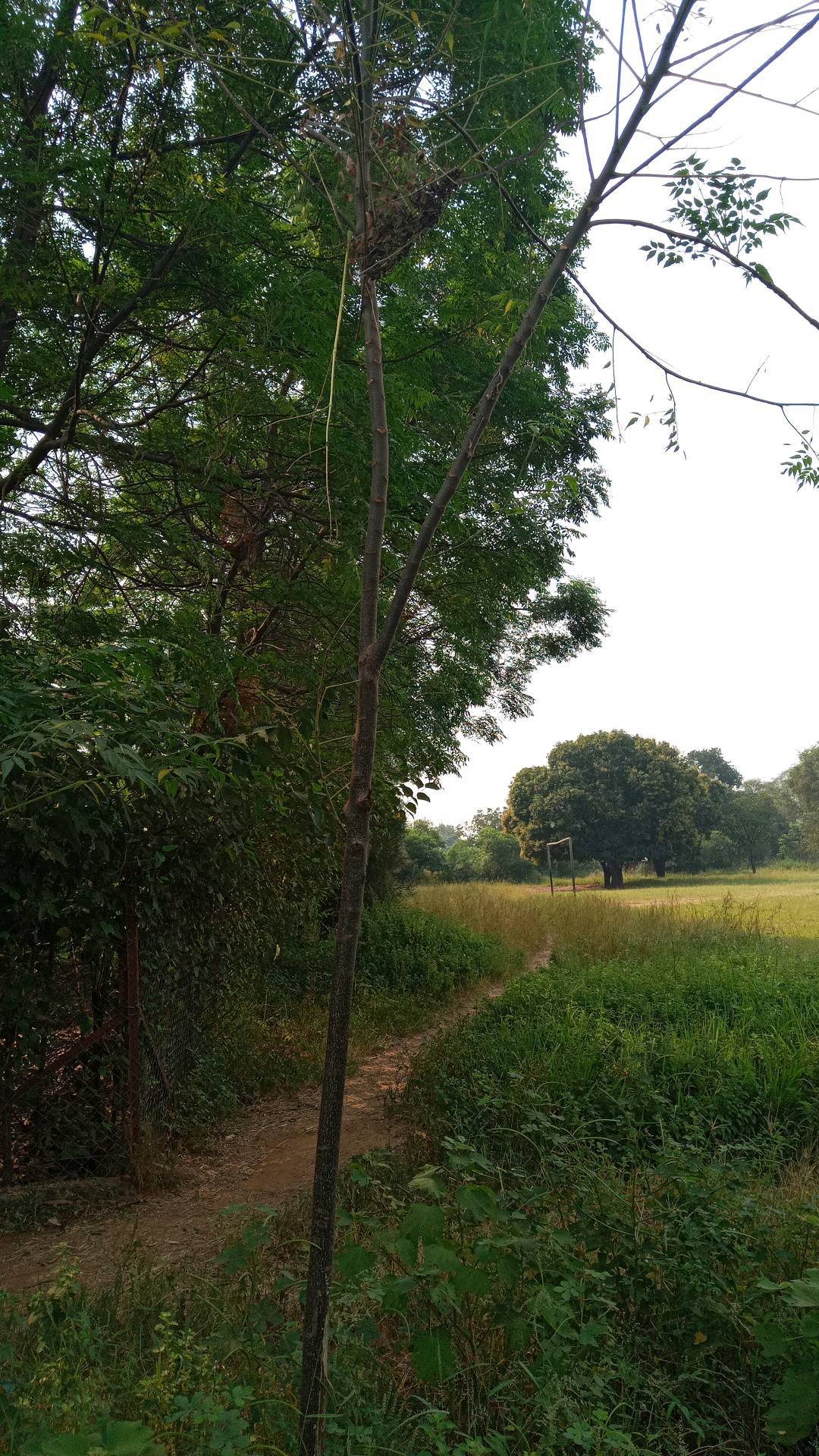 tree