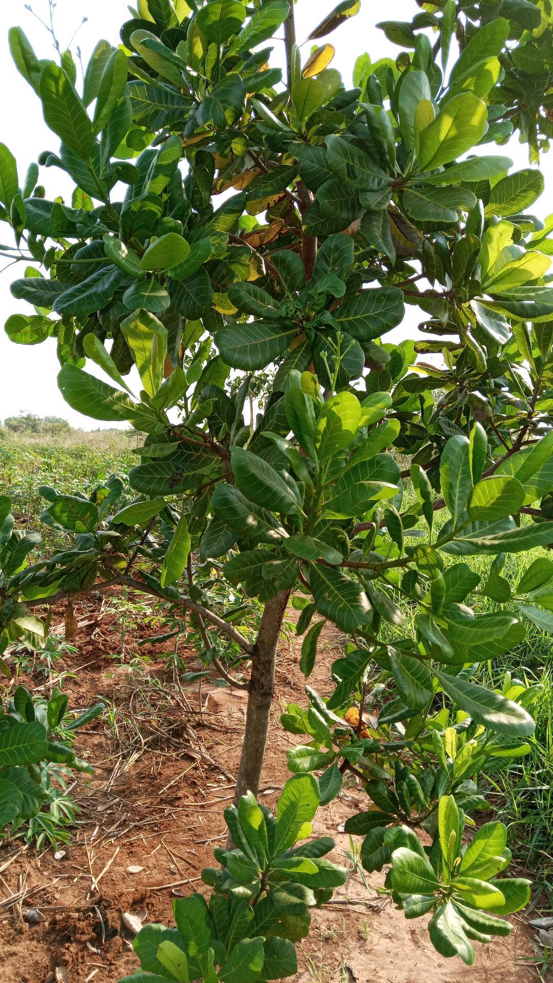 tree