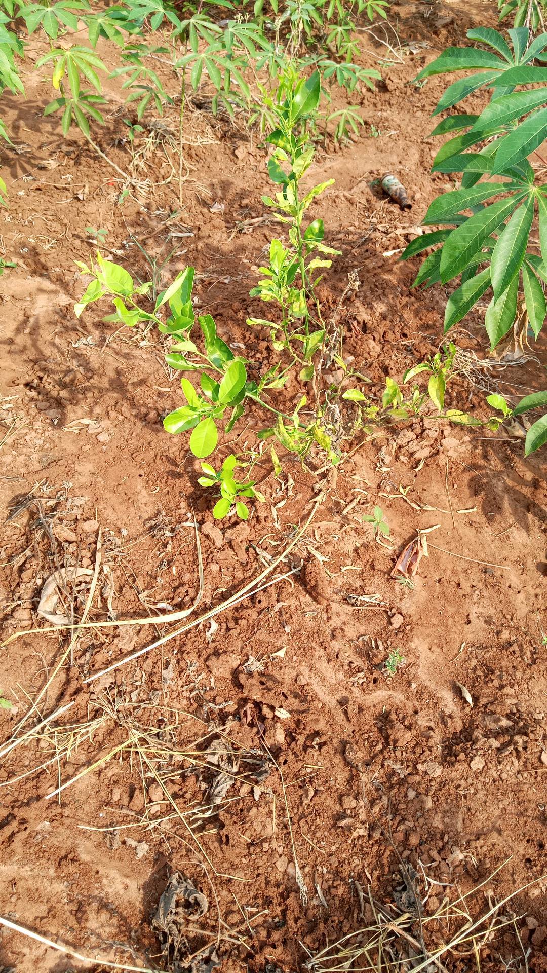 tree