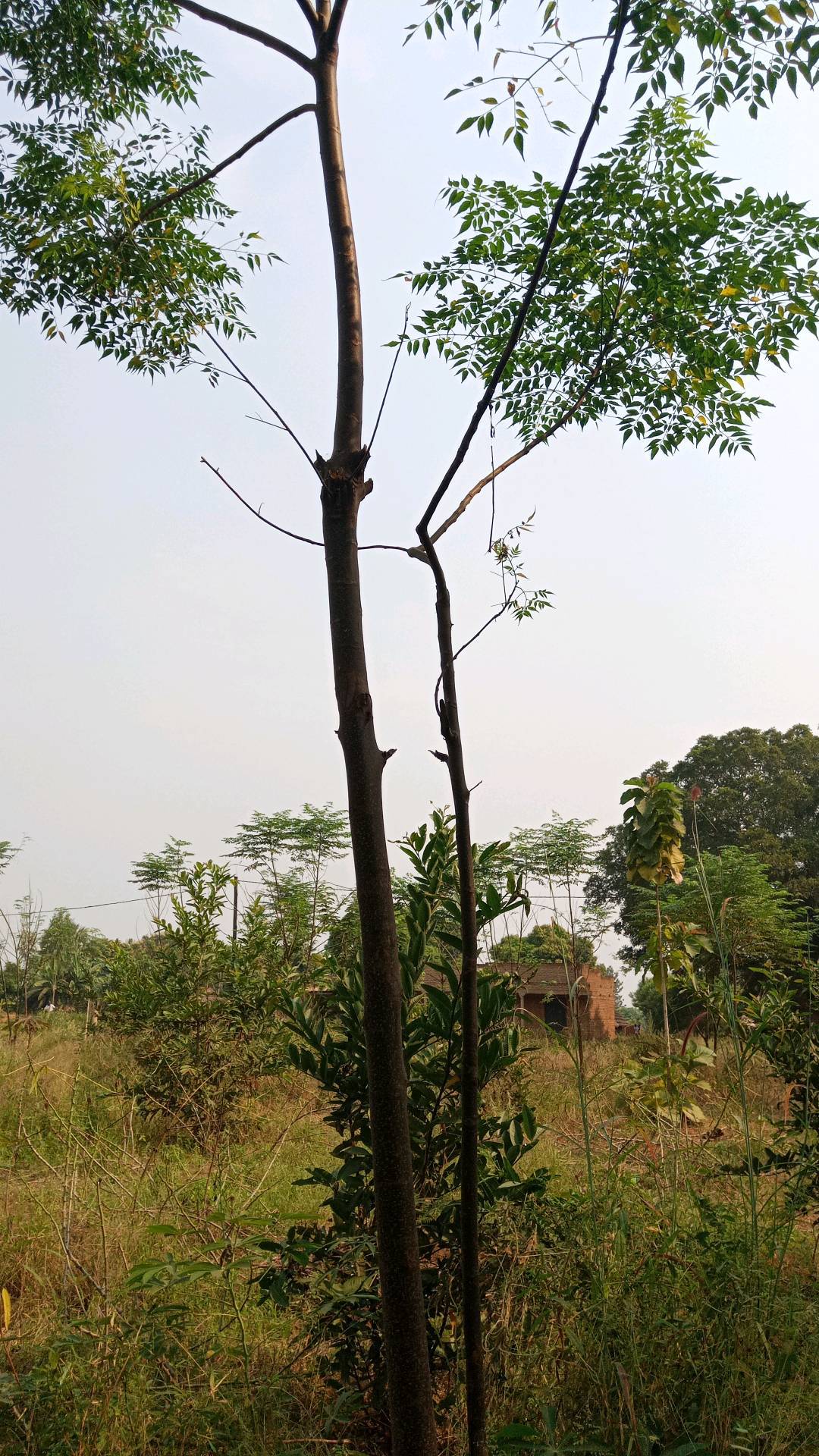 tree