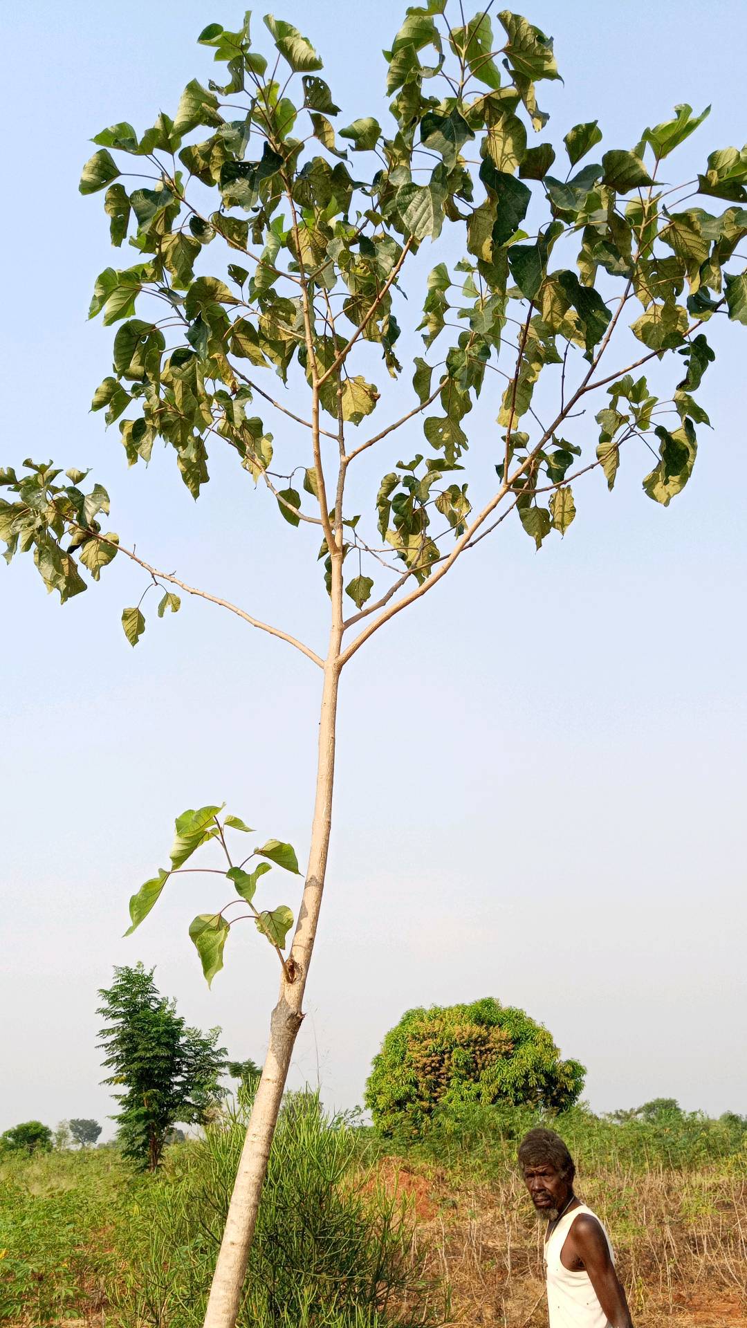 tree