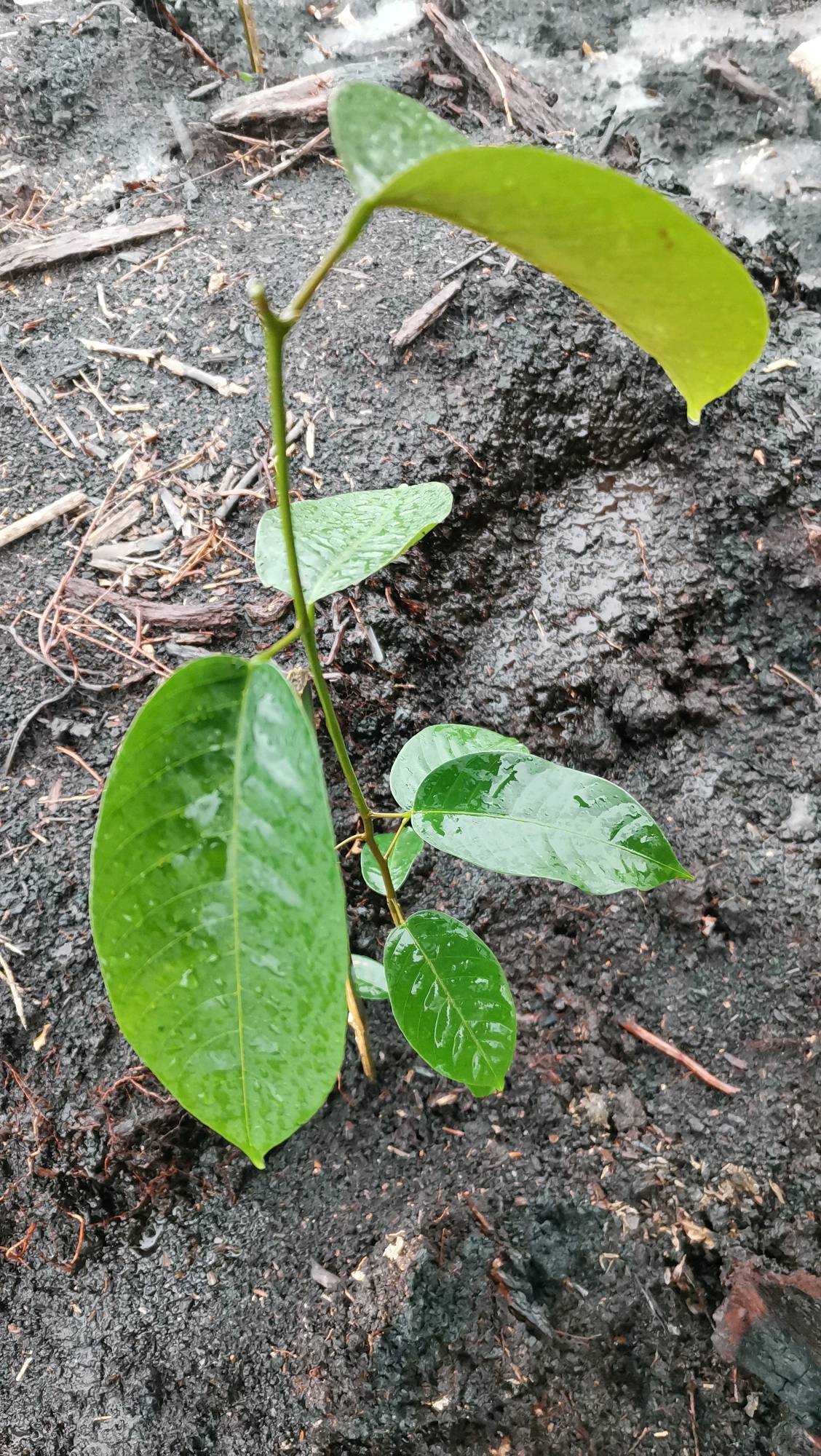 tree