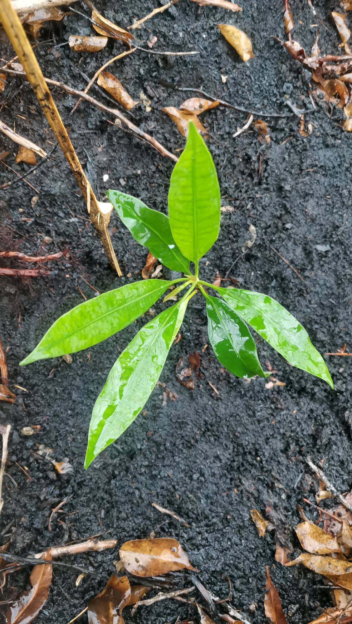 tree