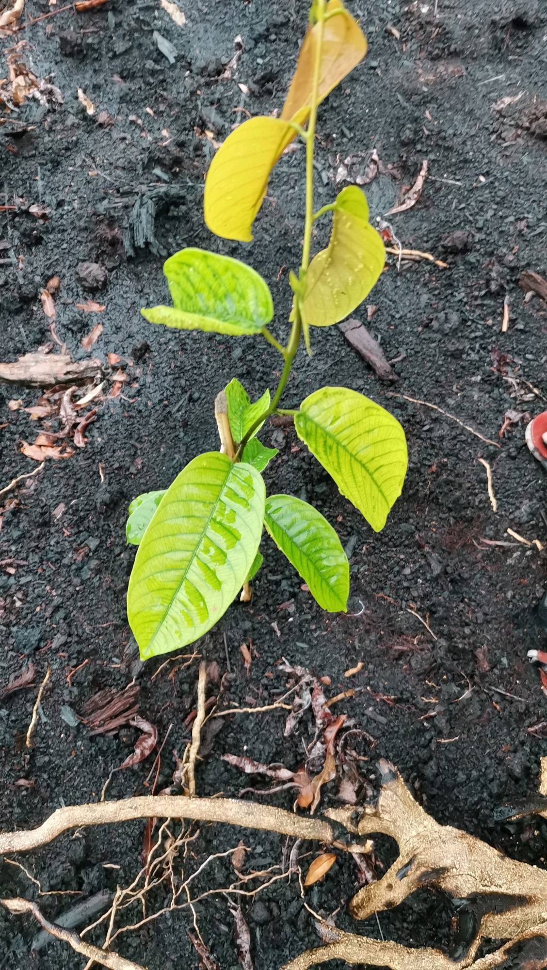 tree