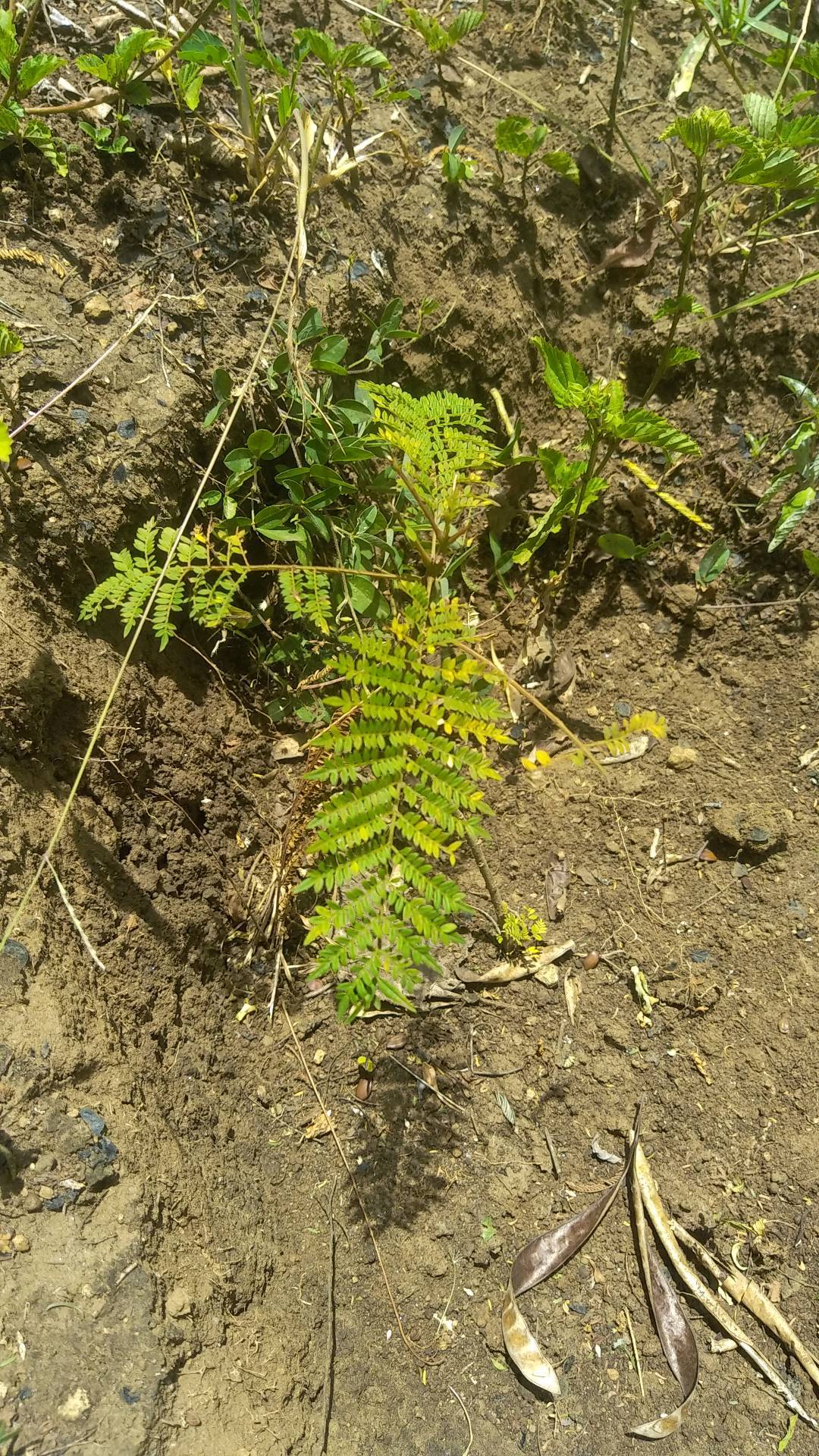 tree