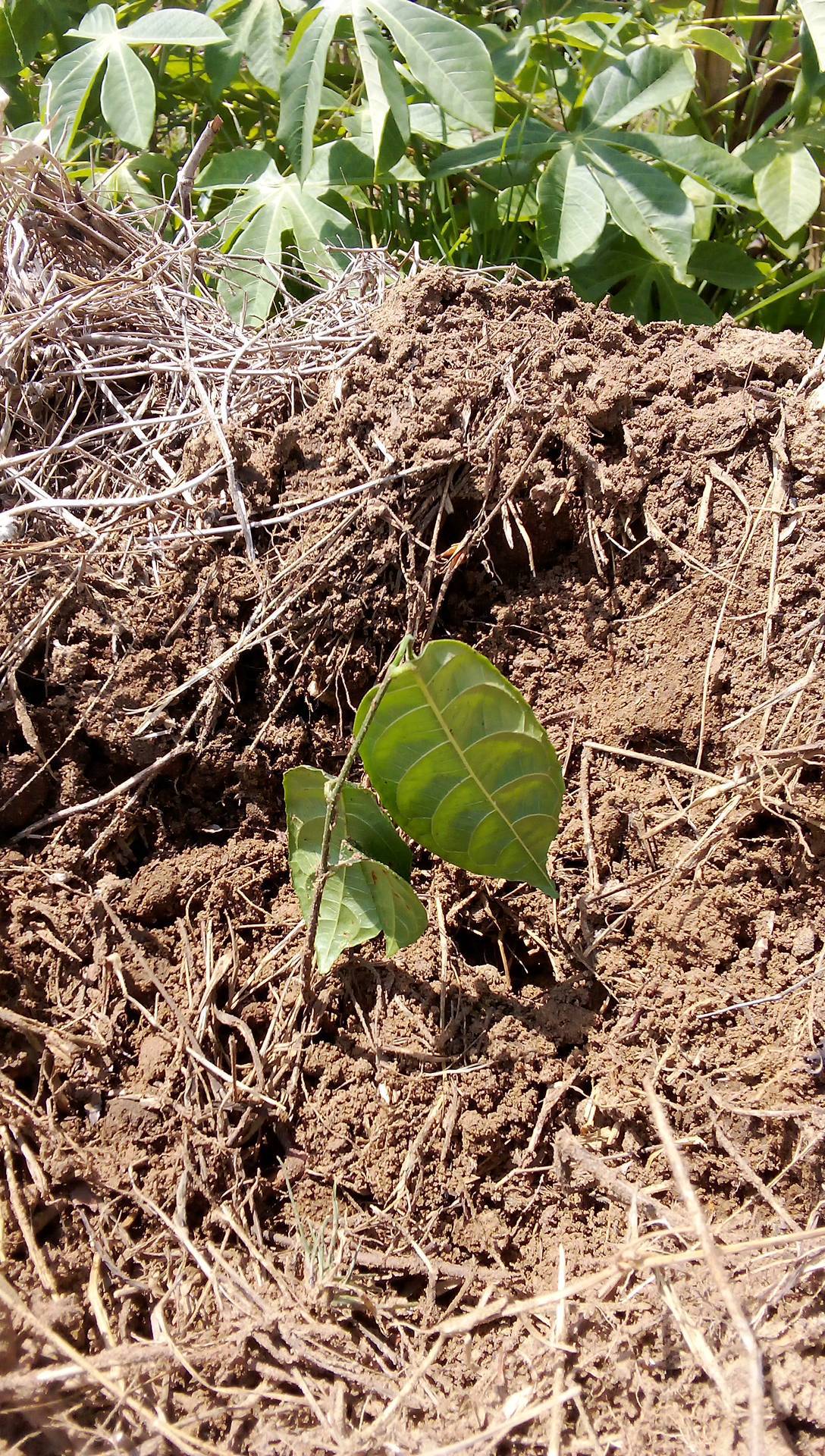 tree