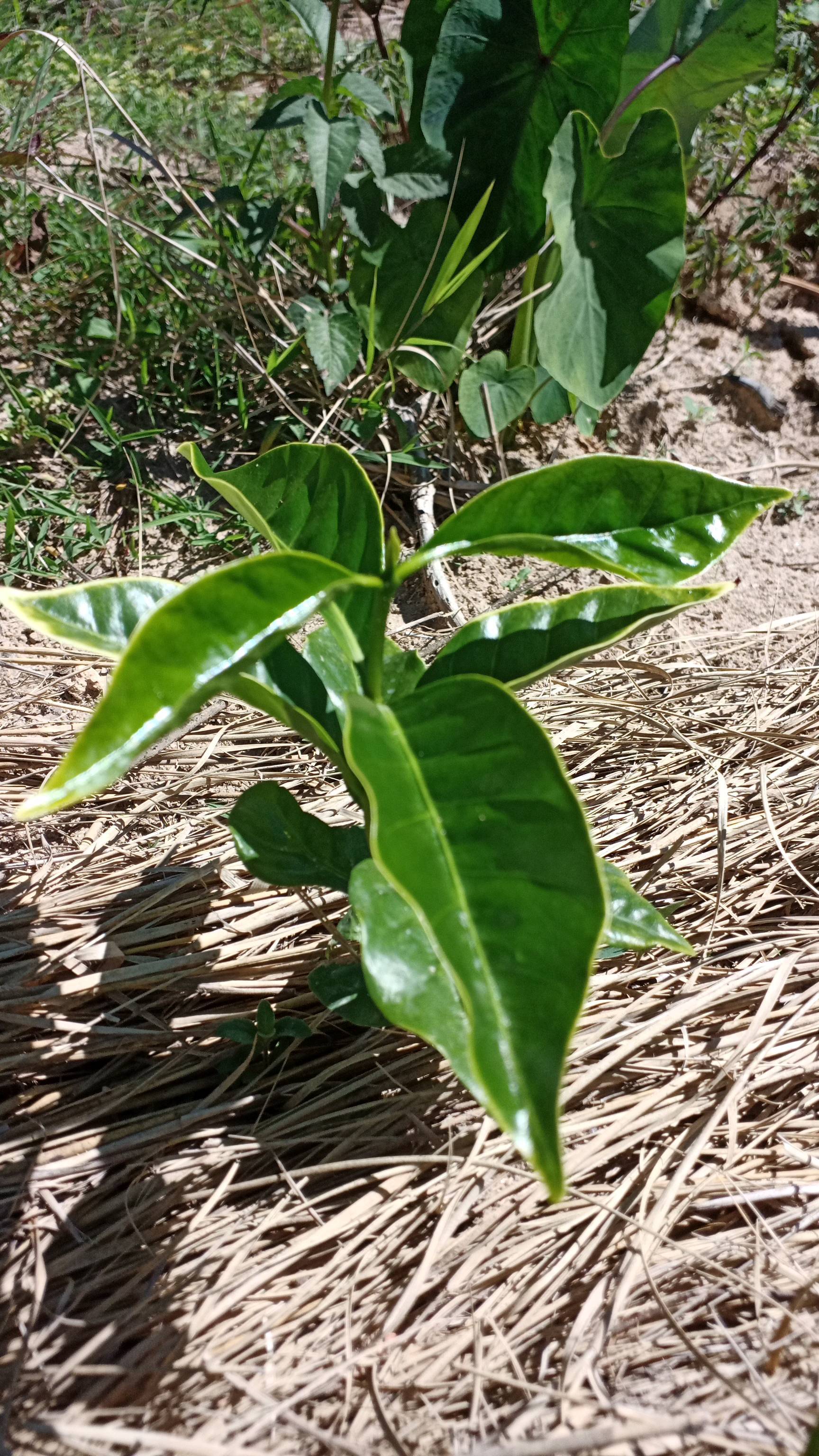 tree