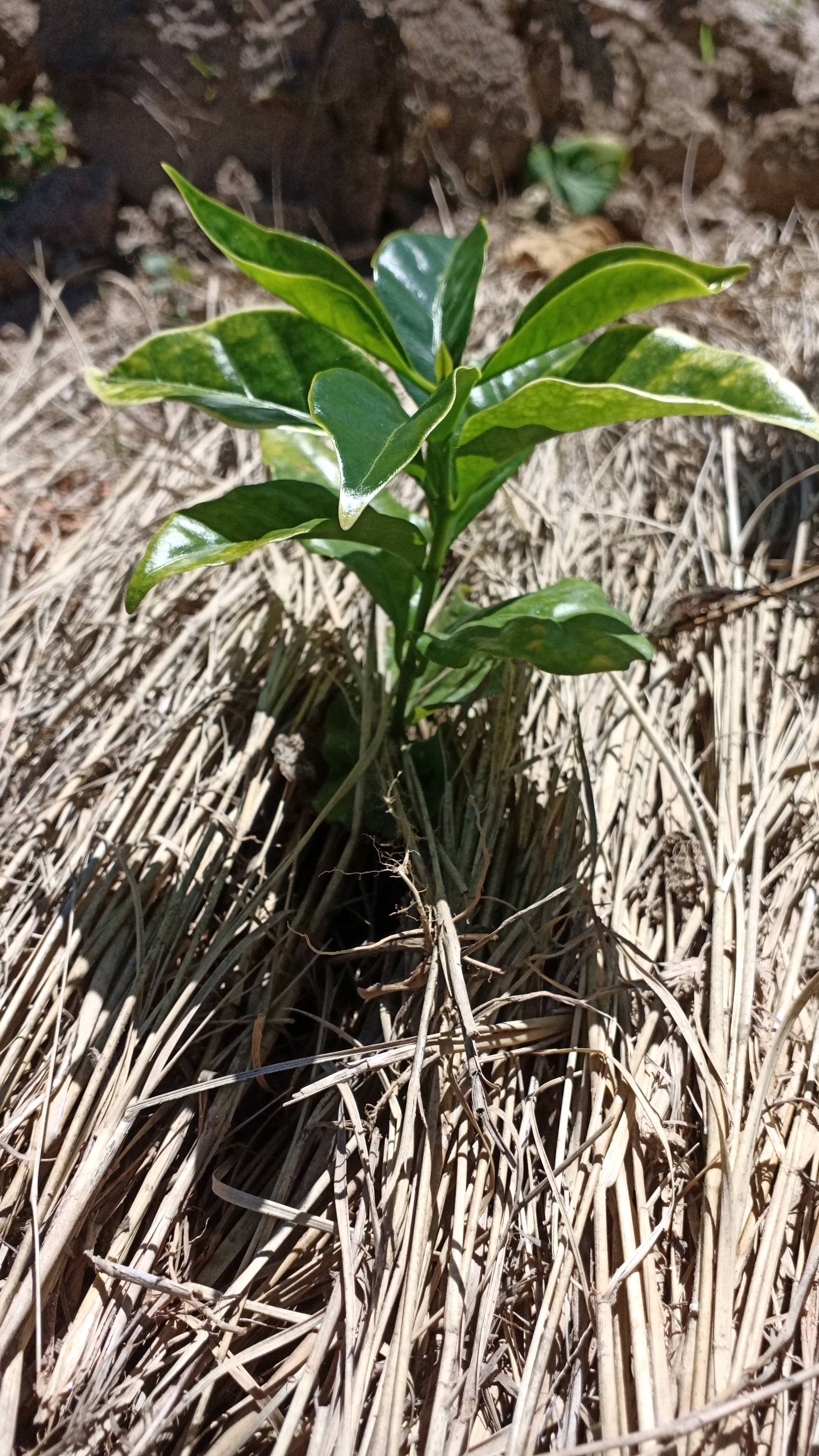 tree