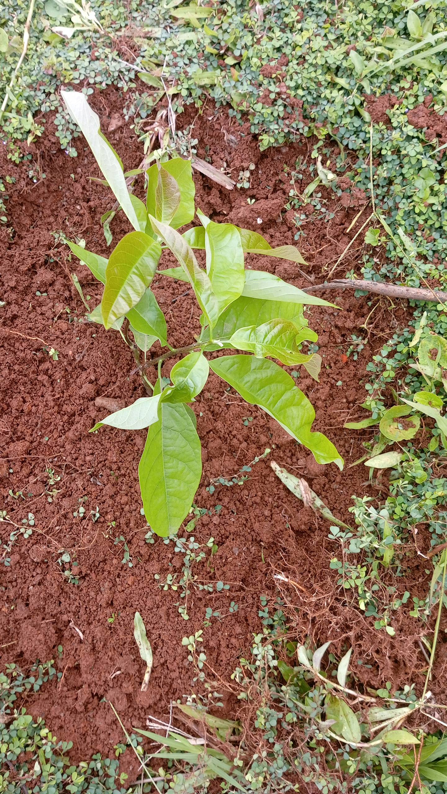 tree