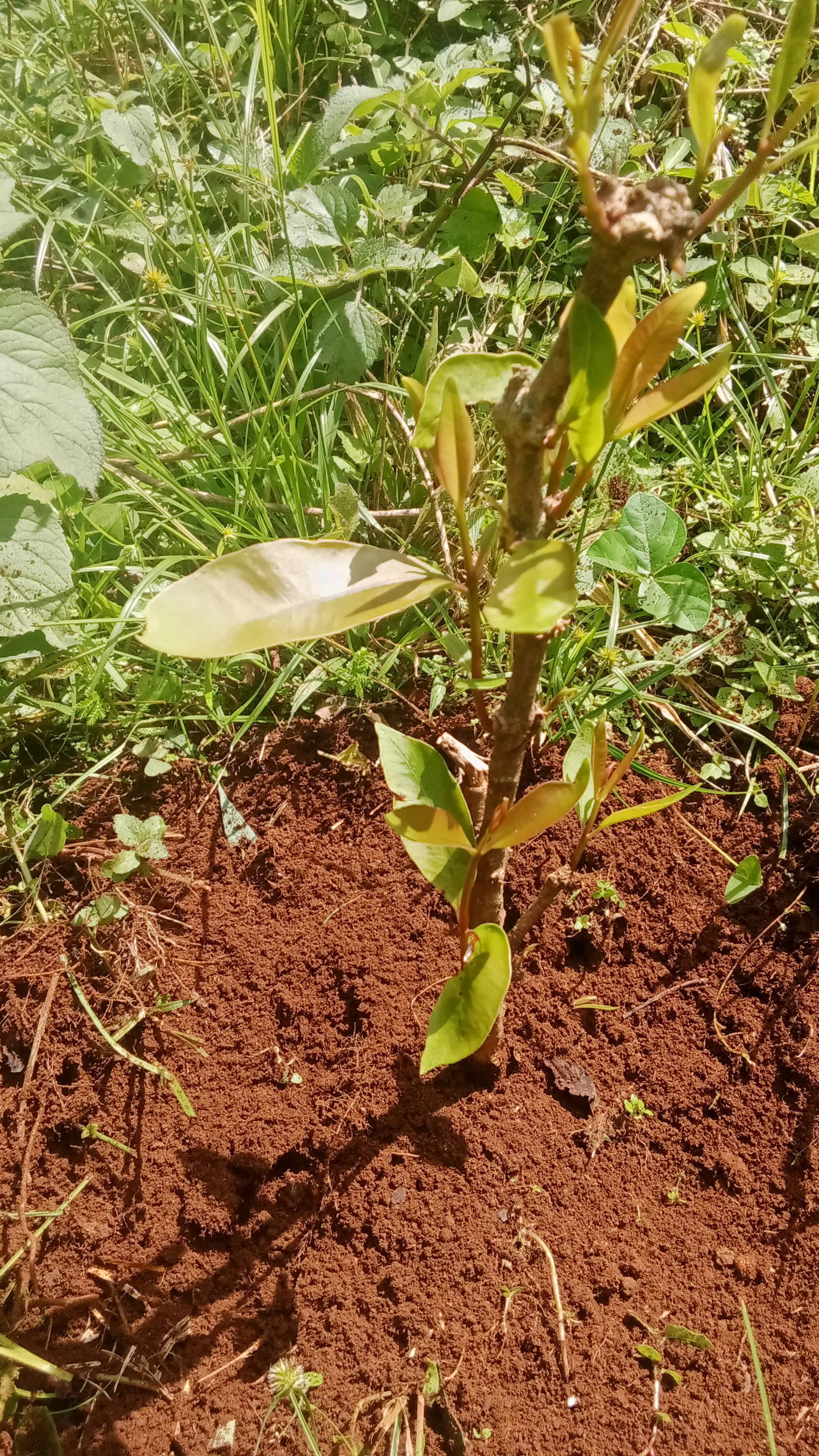 tree