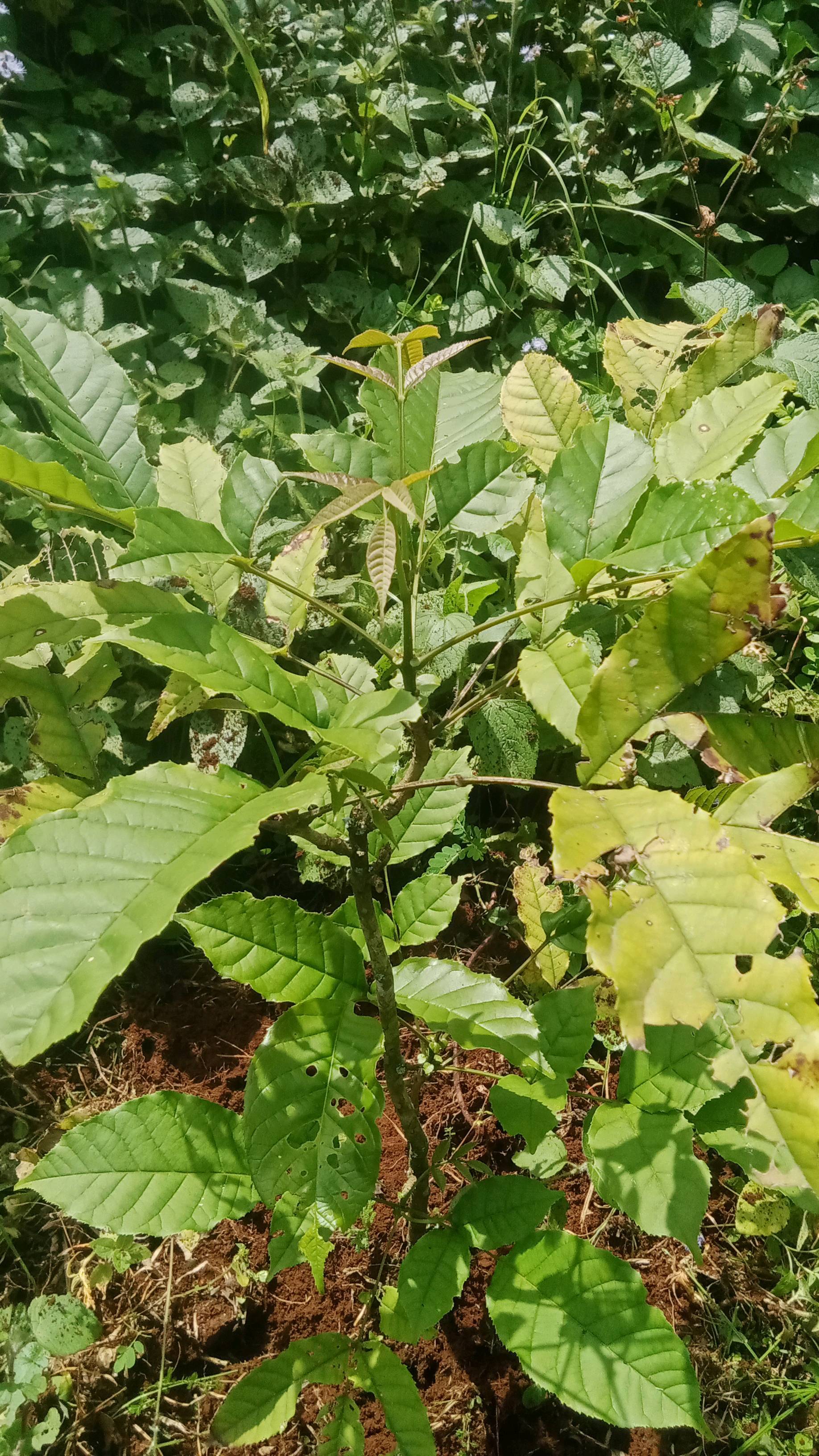 tree