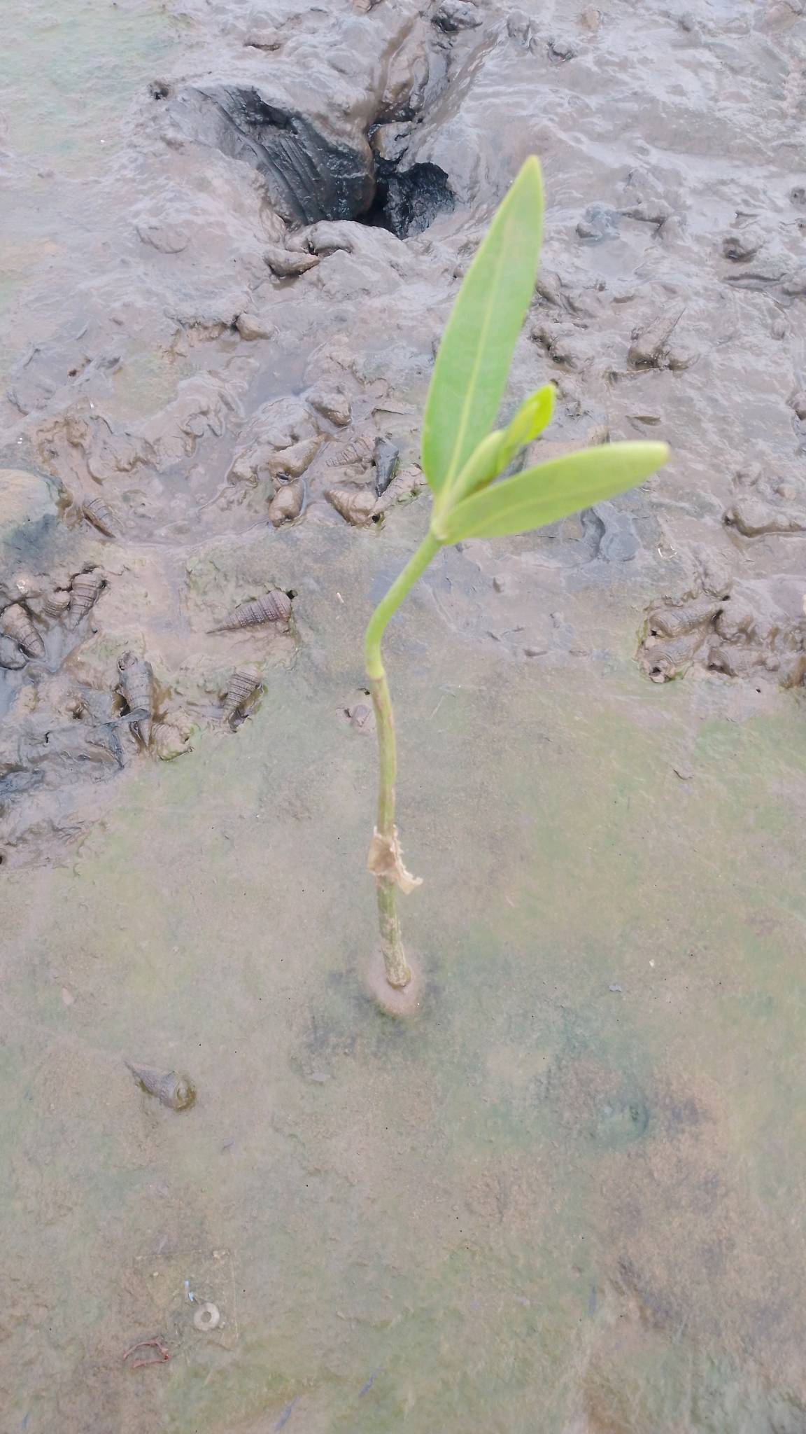 tree