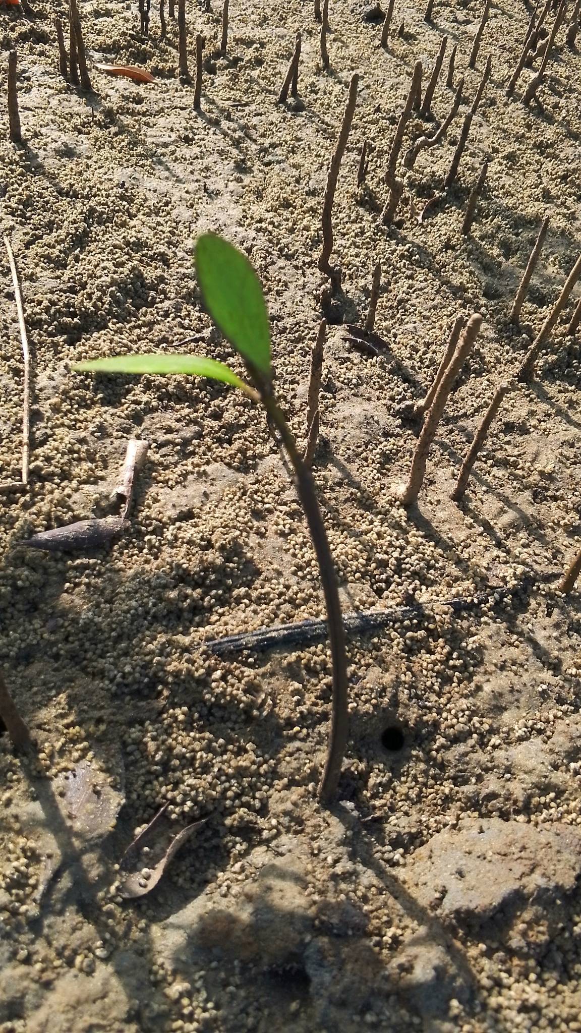 tree