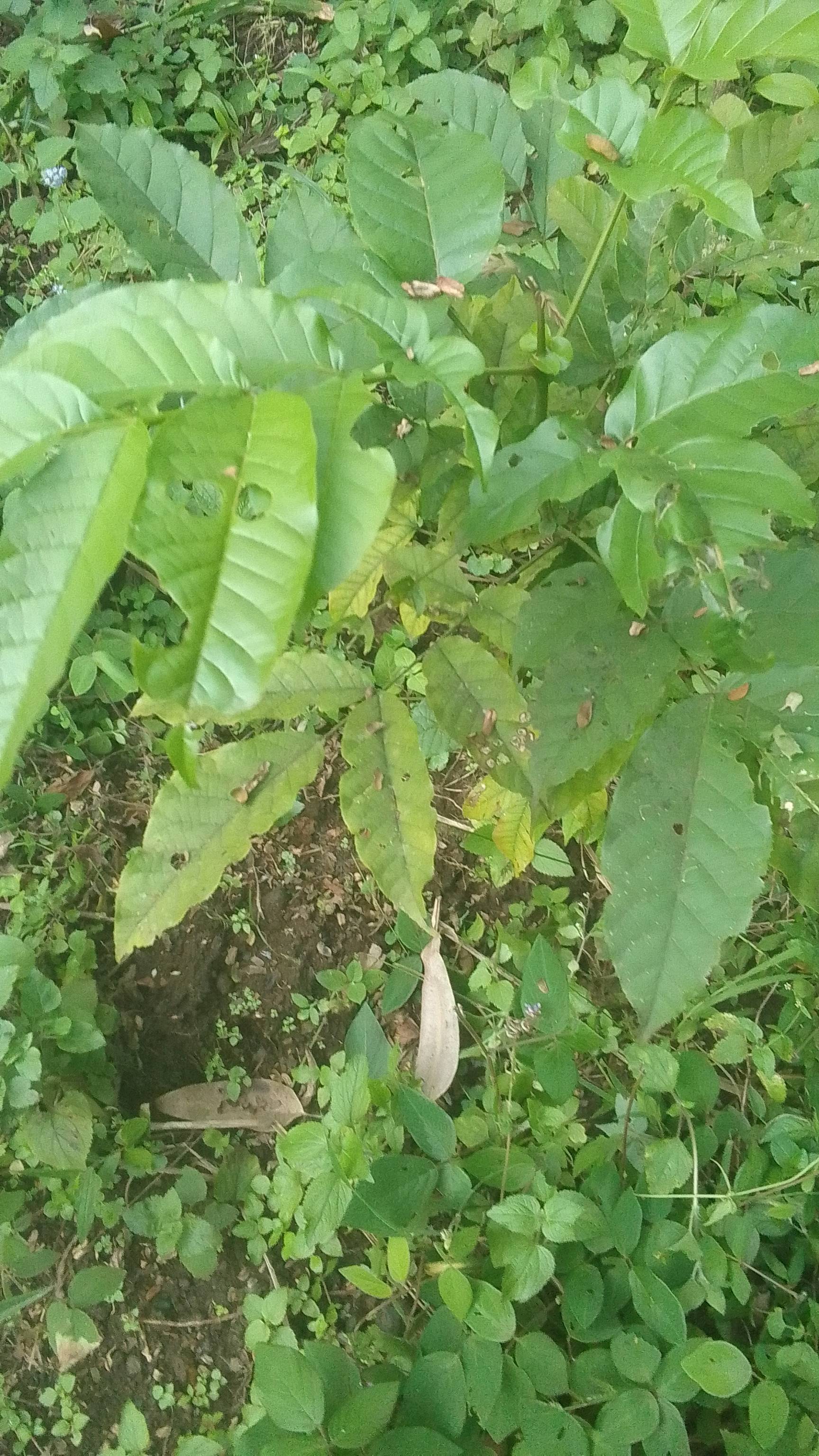 tree