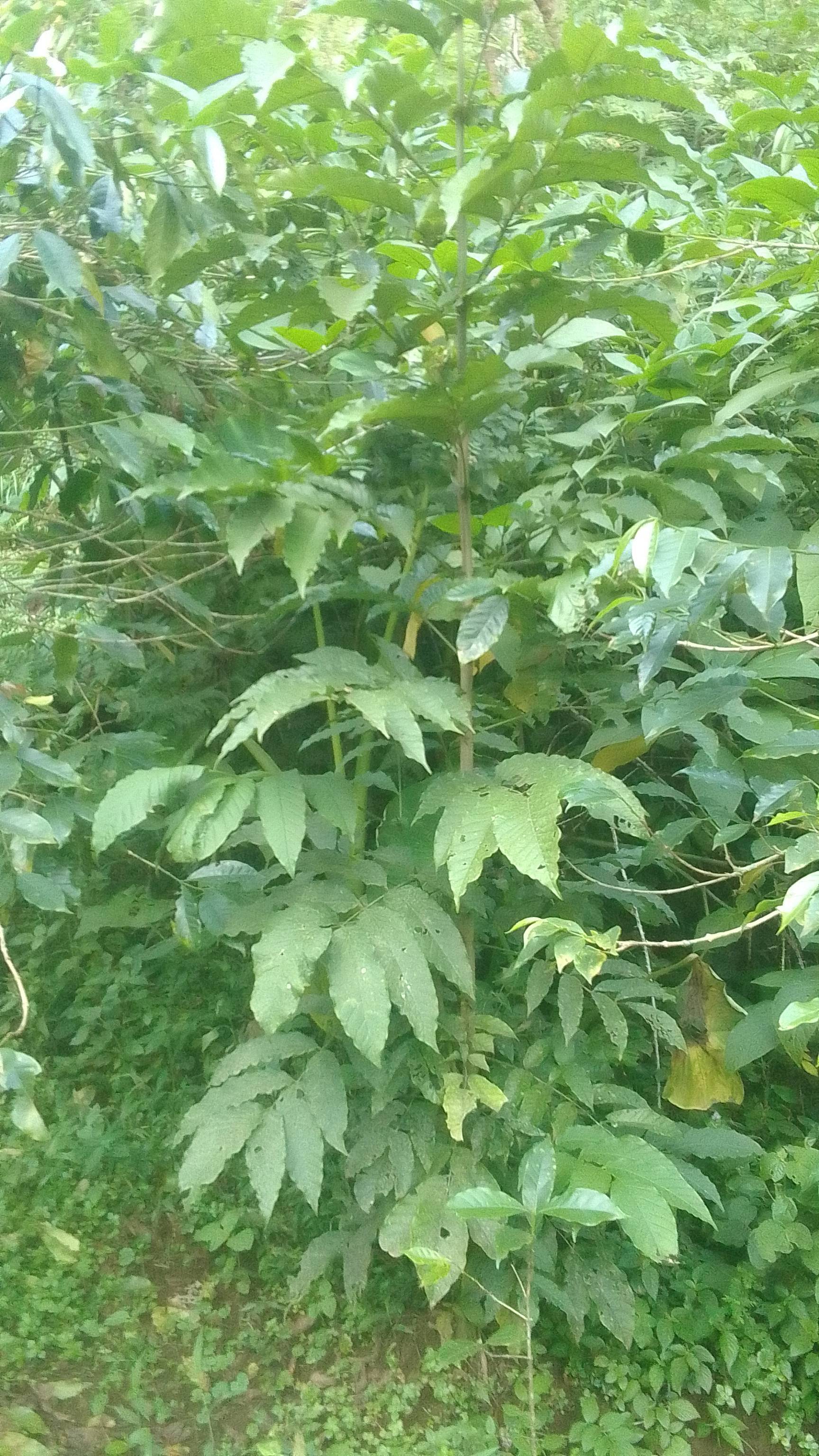 tree