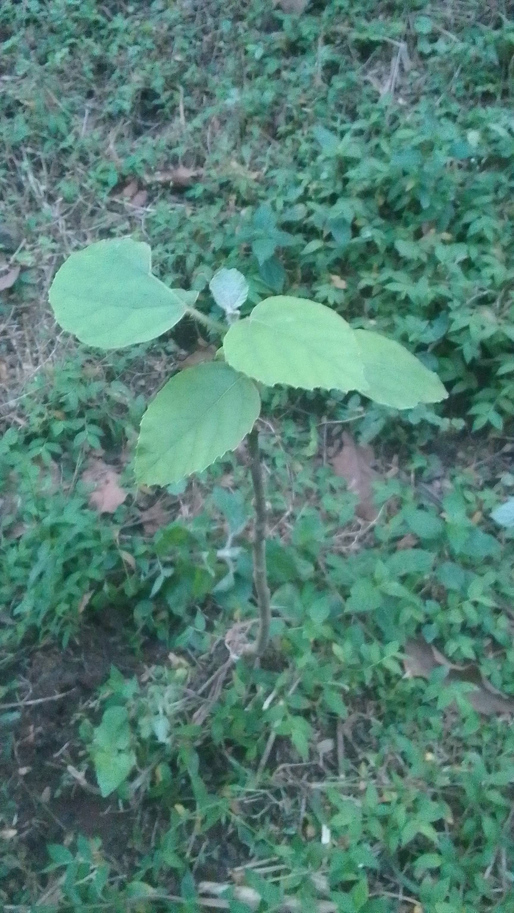 tree