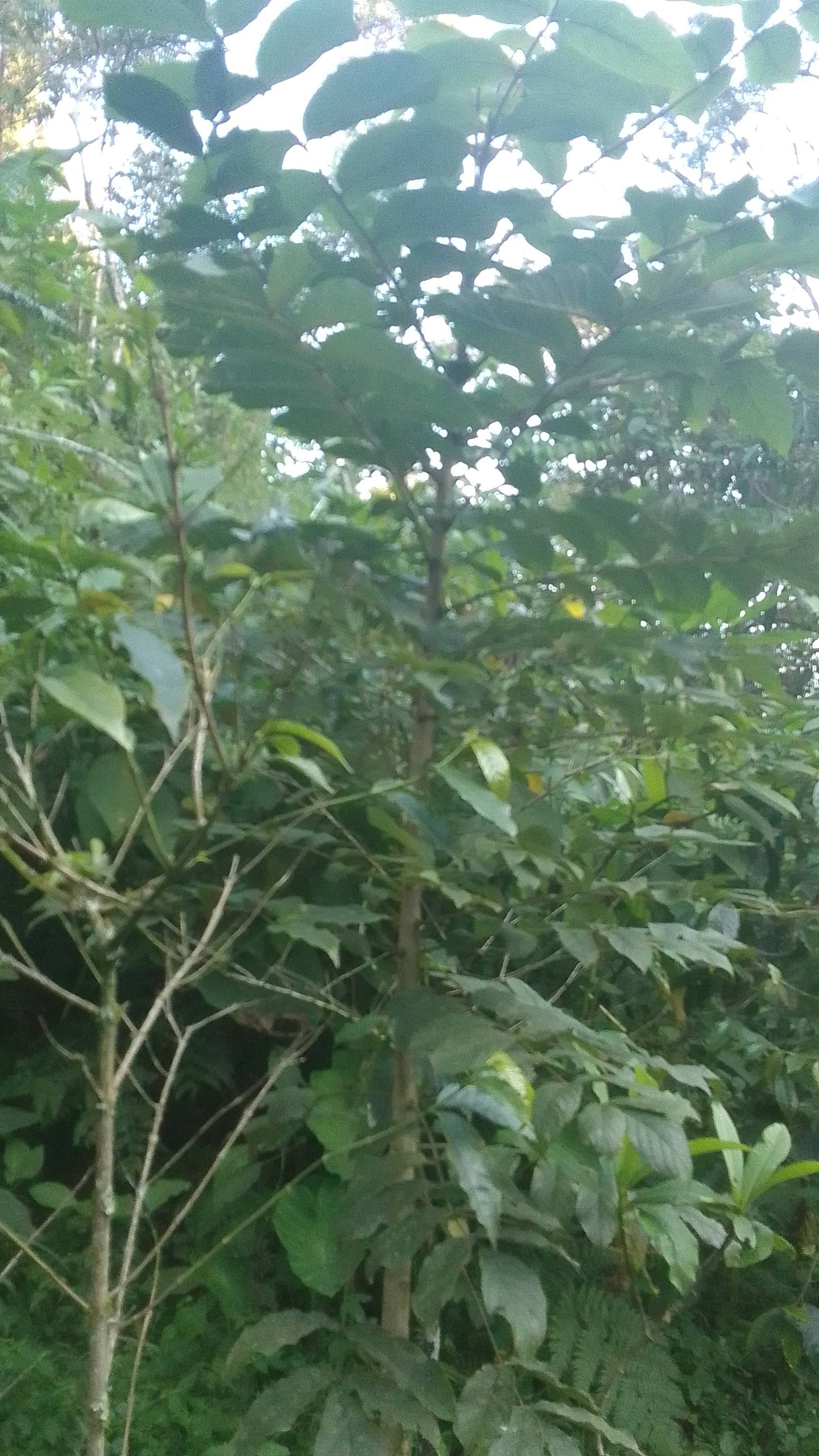 tree