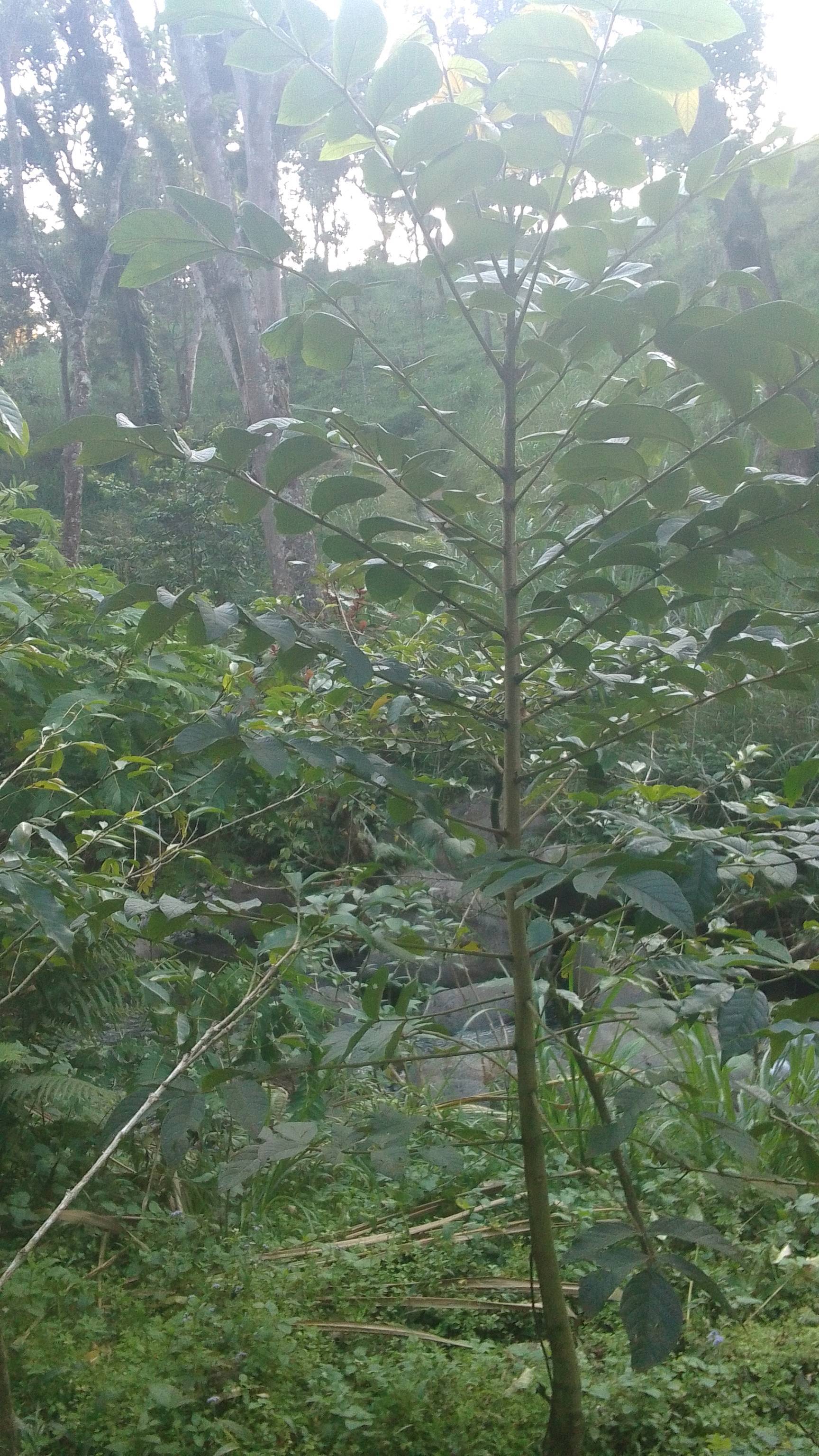 tree