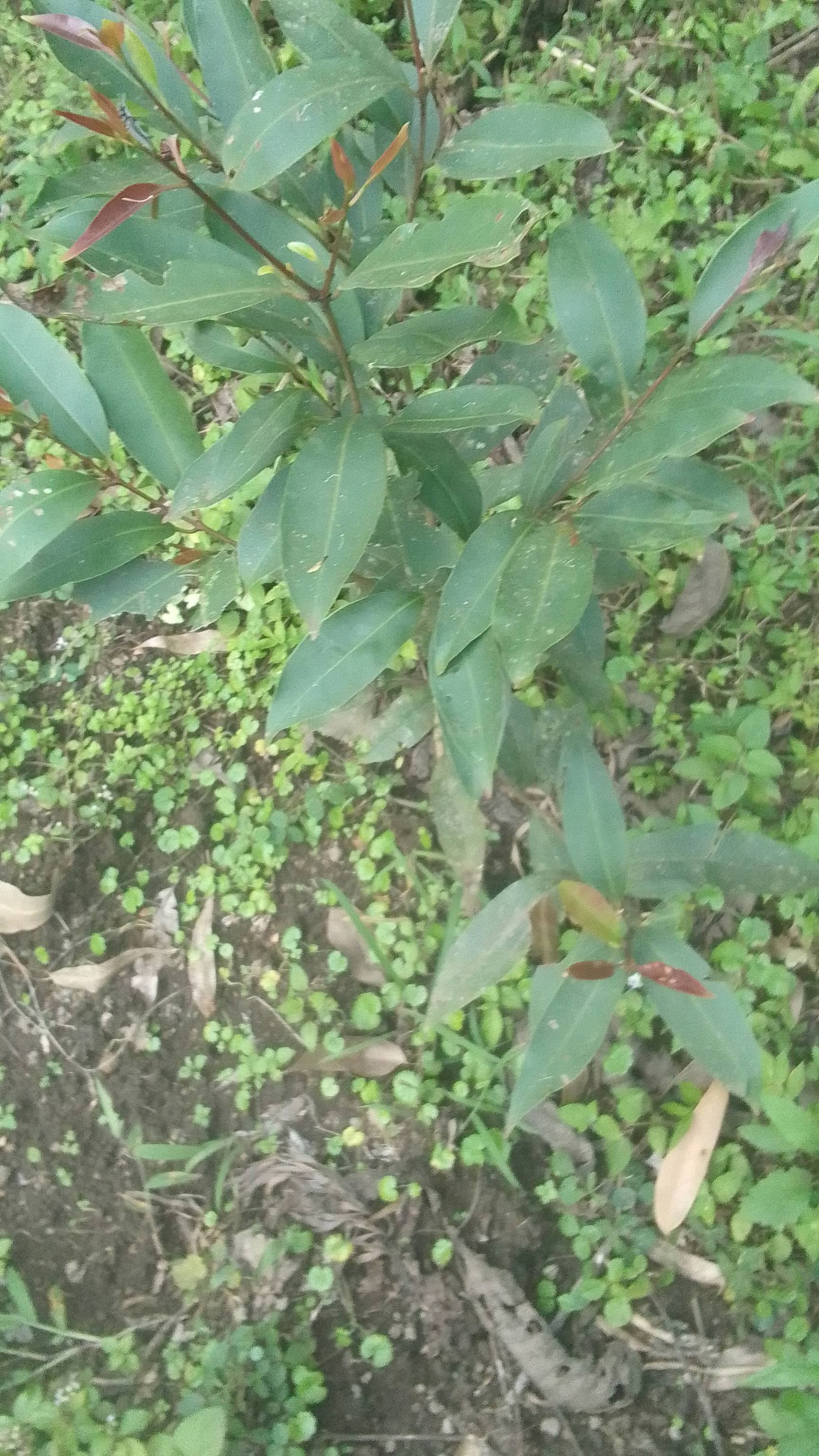 tree