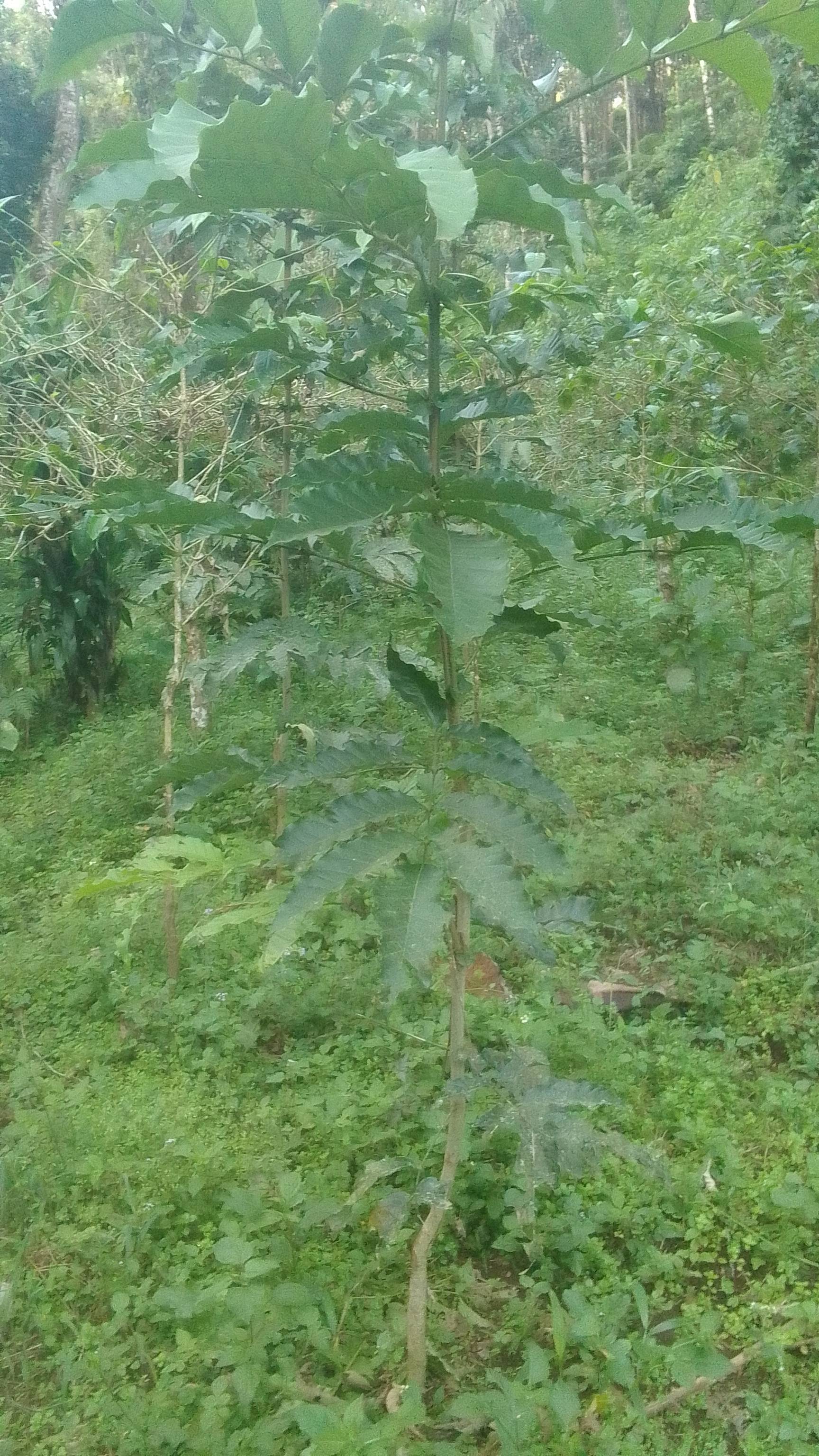 tree