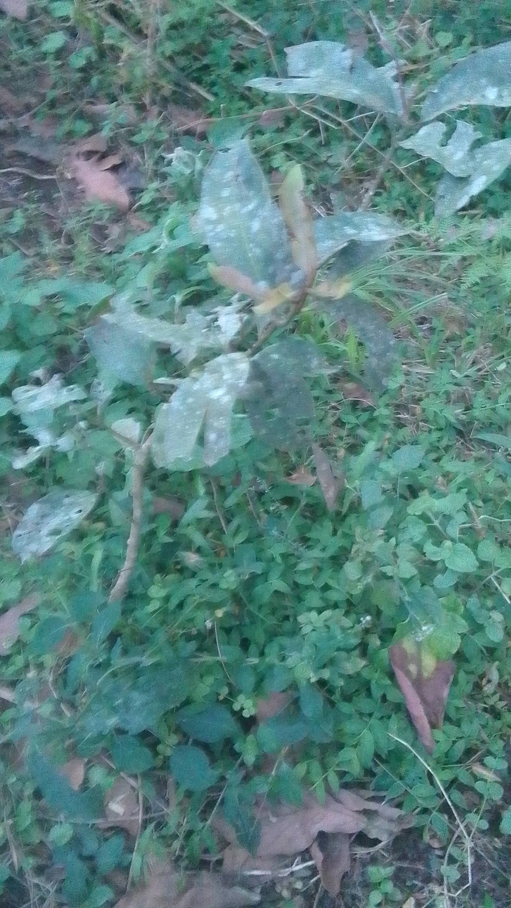 tree